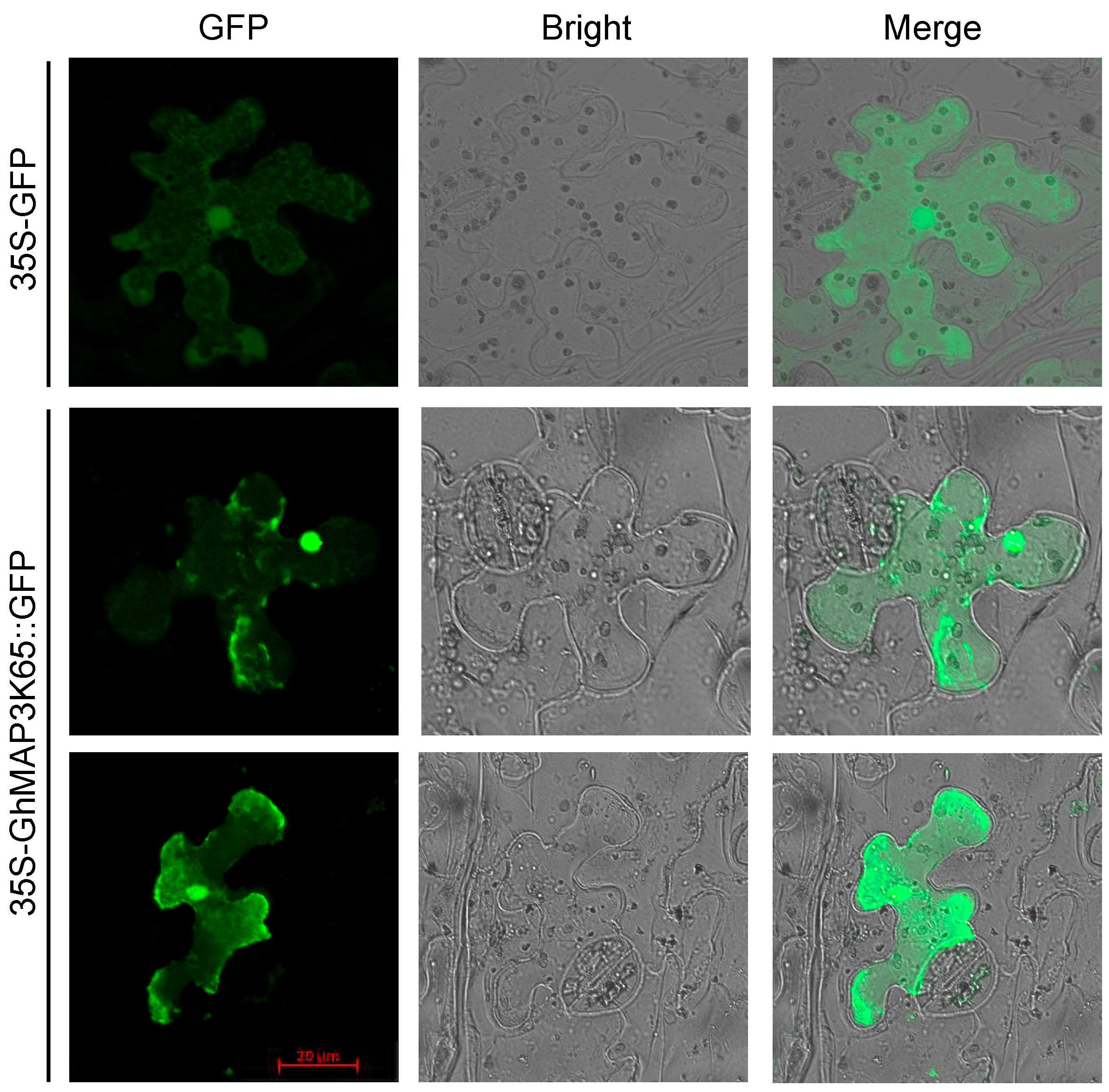 Ijms 18 02462 g001 550