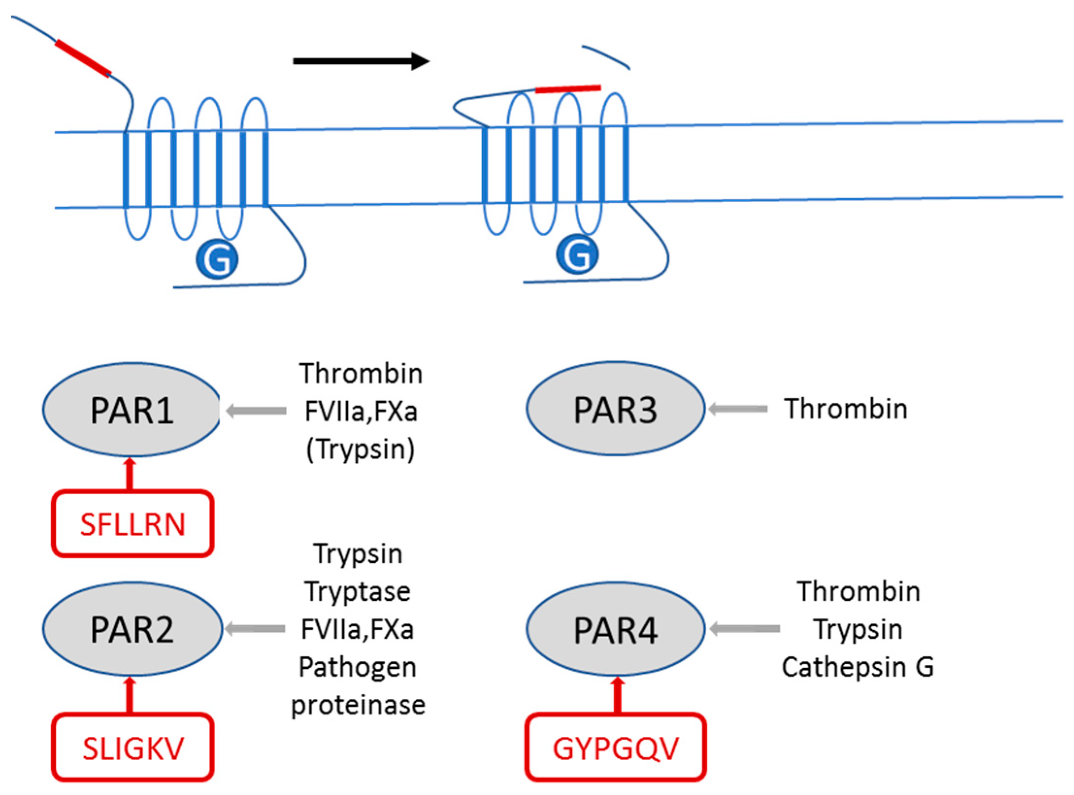Ijms 18 02494 g001 Ijms 18 02494 g001