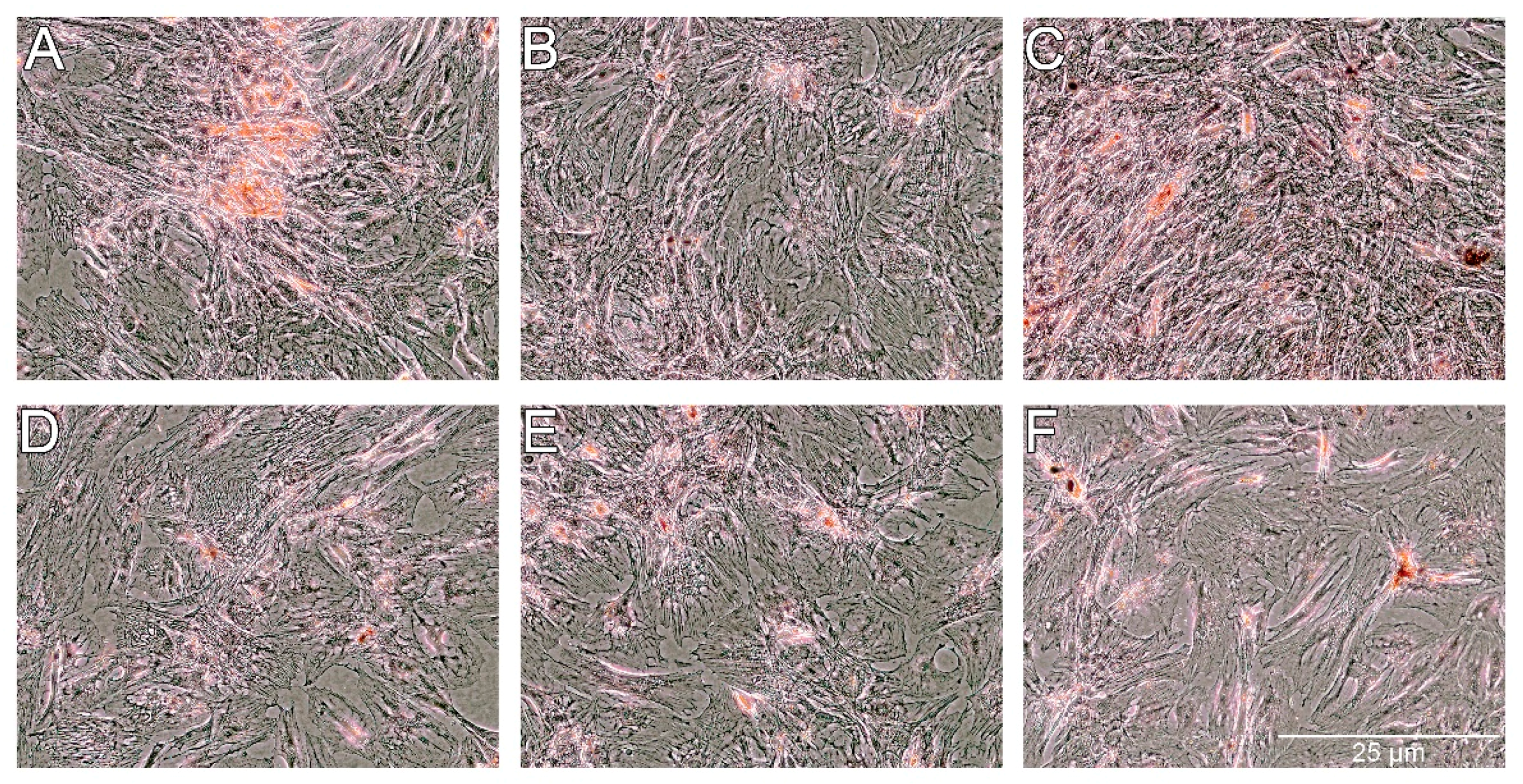 Ijms 18 02522 g009 550