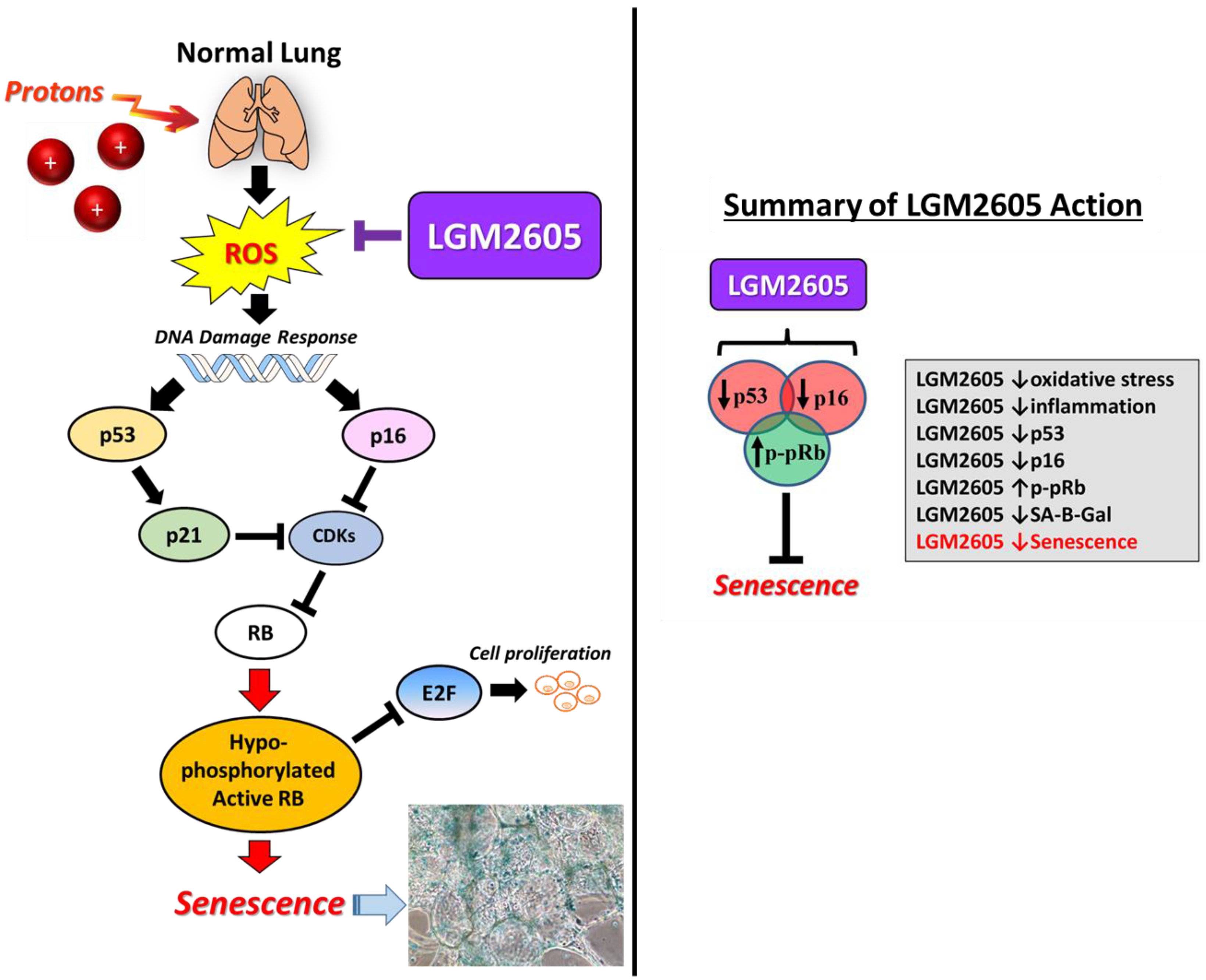 Ijms 18 02525 g010 550