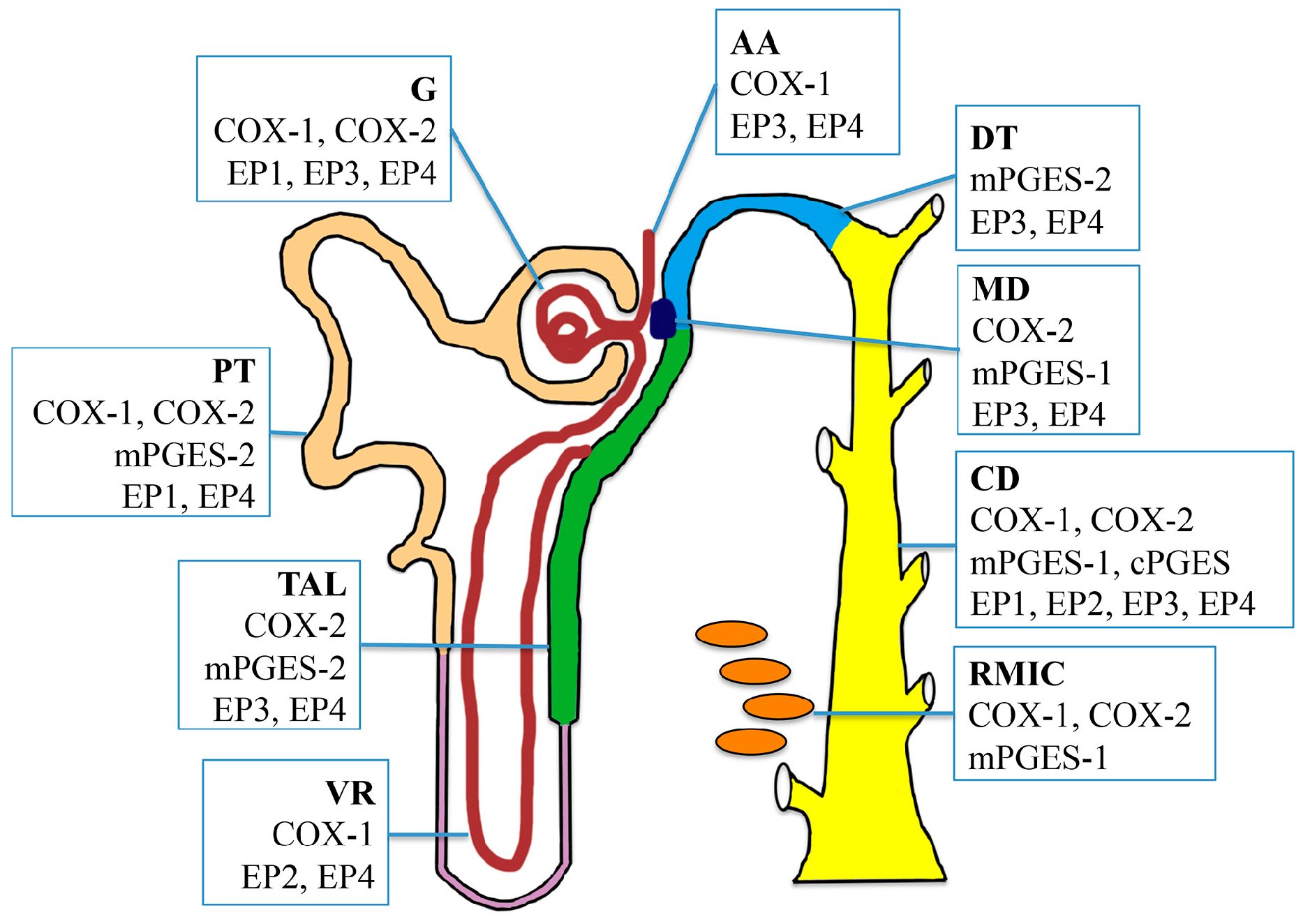 IJMS | Free Full-Text | Prostaglandin E2 in the Regulation of Water