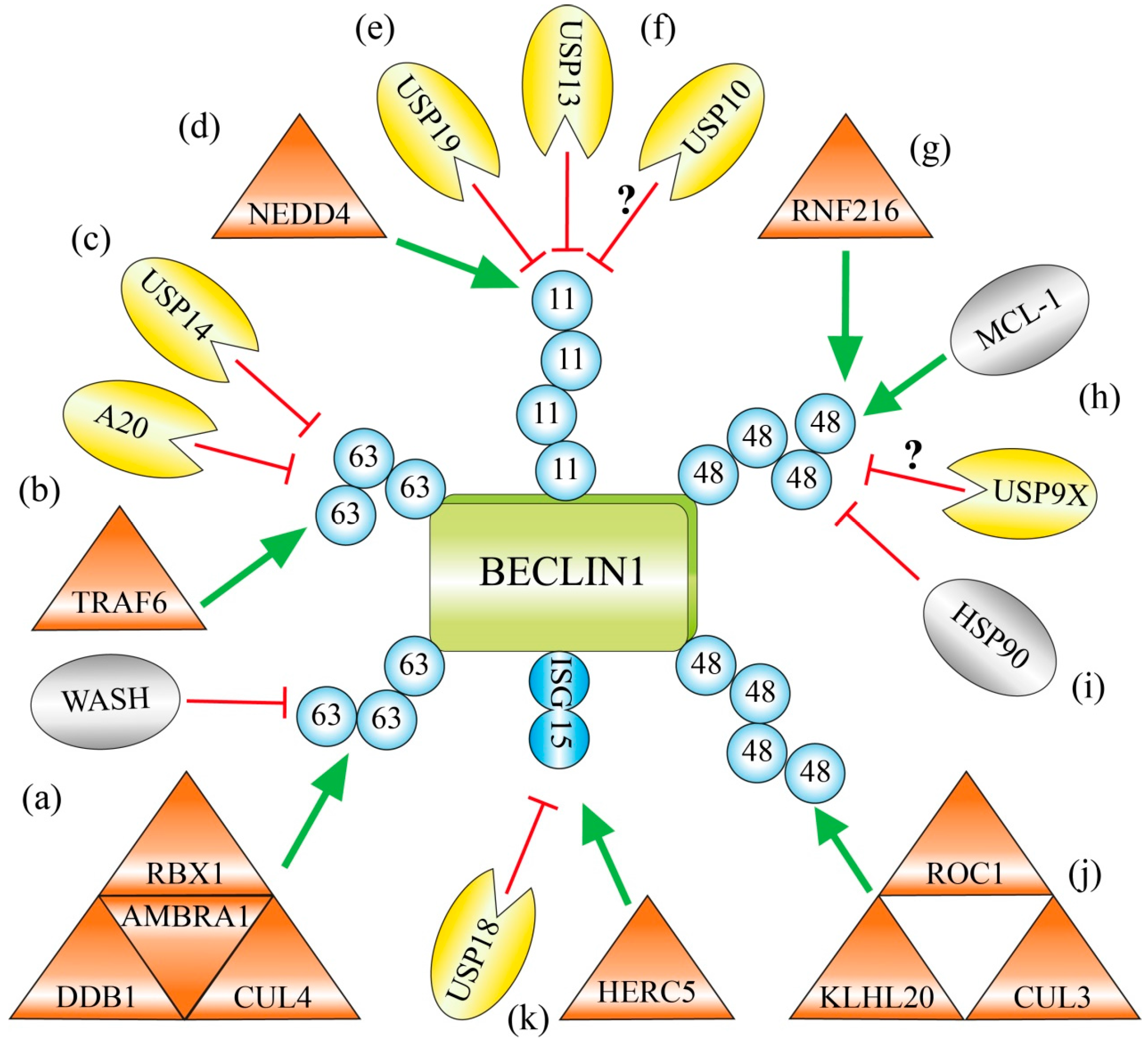 Ijms 18 02541 g002 Ijms 18 02541 g002