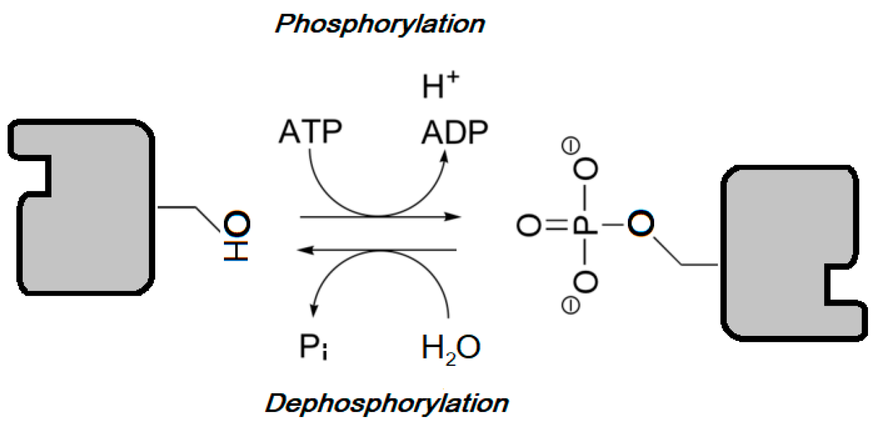 Ijms 18 02543 g002 Ijms 18 02543 g002