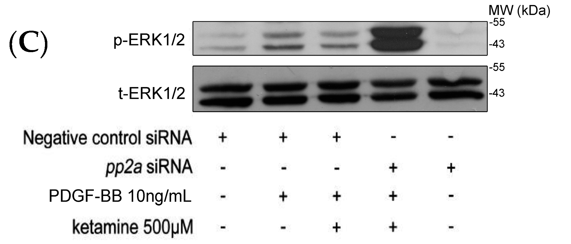 Ijms 18 02545 g003b