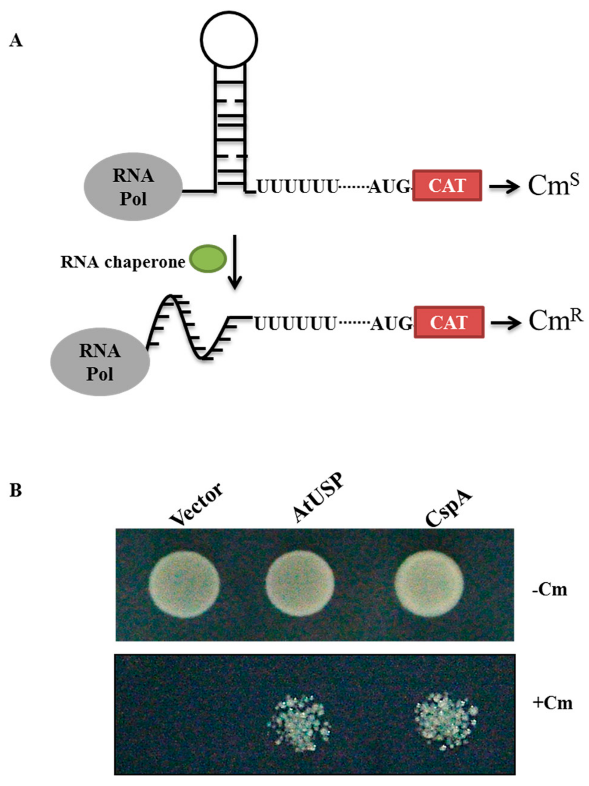Ijms 18 02546 g006 550