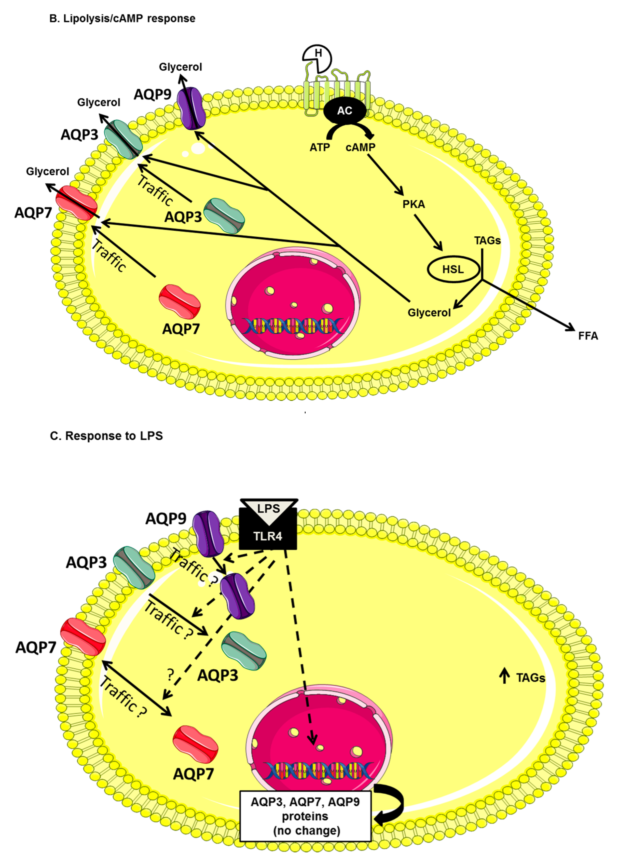 Ijms 18 02566 g006b 550