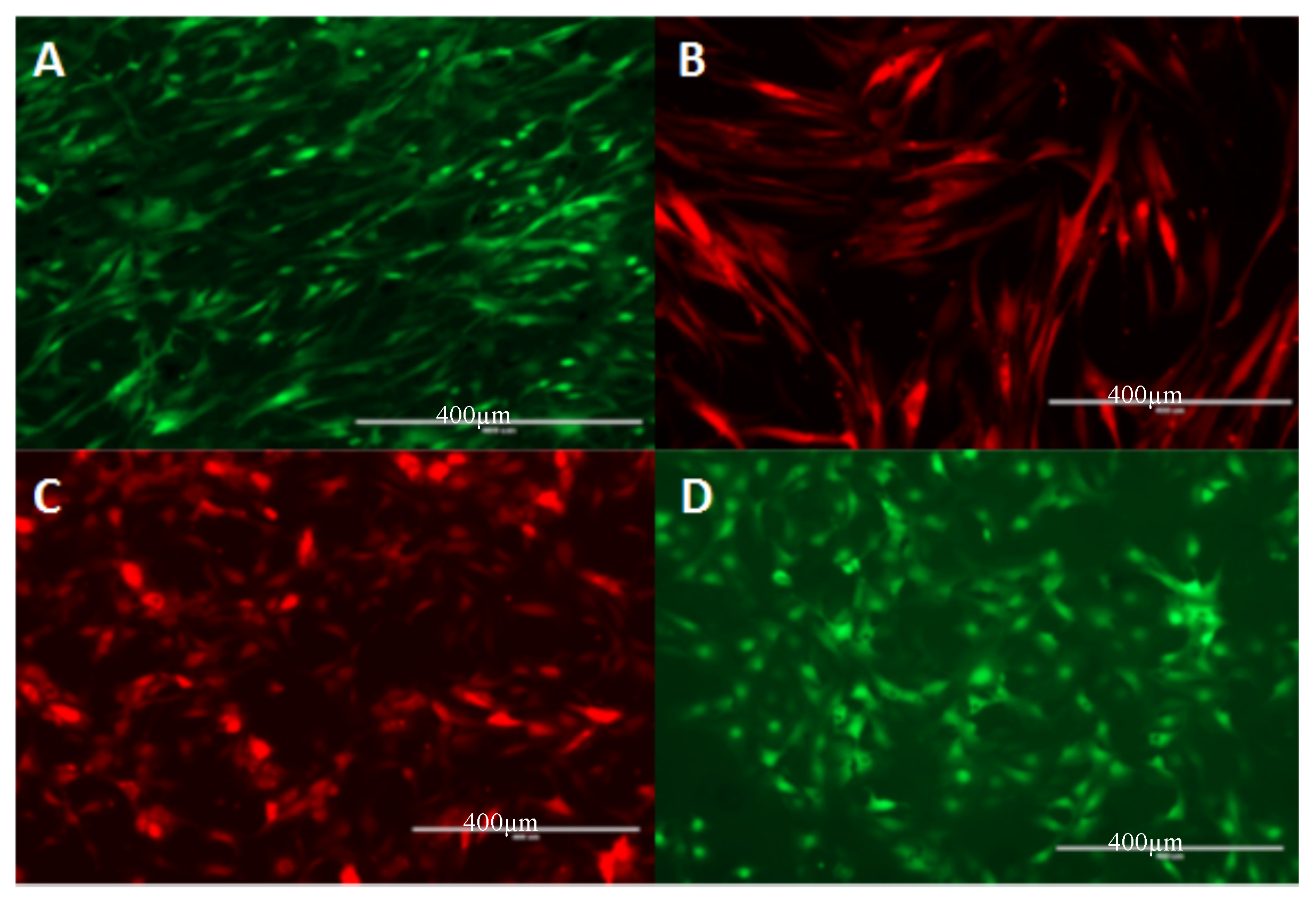 Ijms 18 02569 g004 Ijms 18 02569 g004
