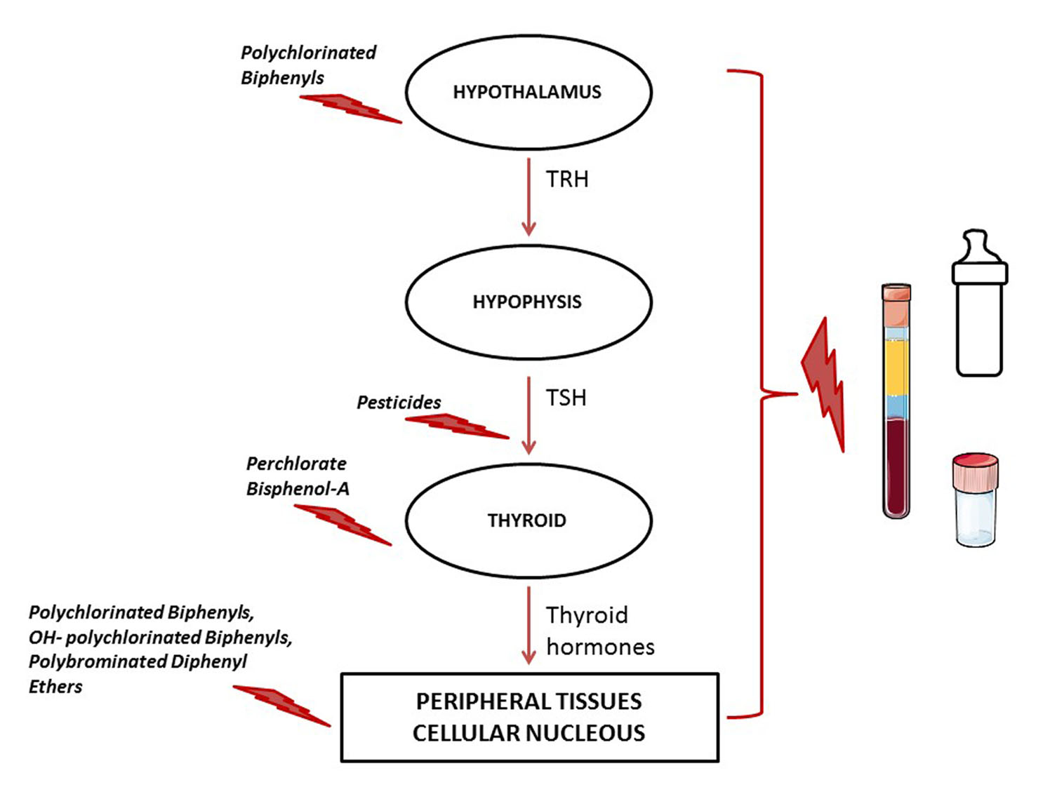 IJMS Free FullText Thyroid Disrupting Chemicals