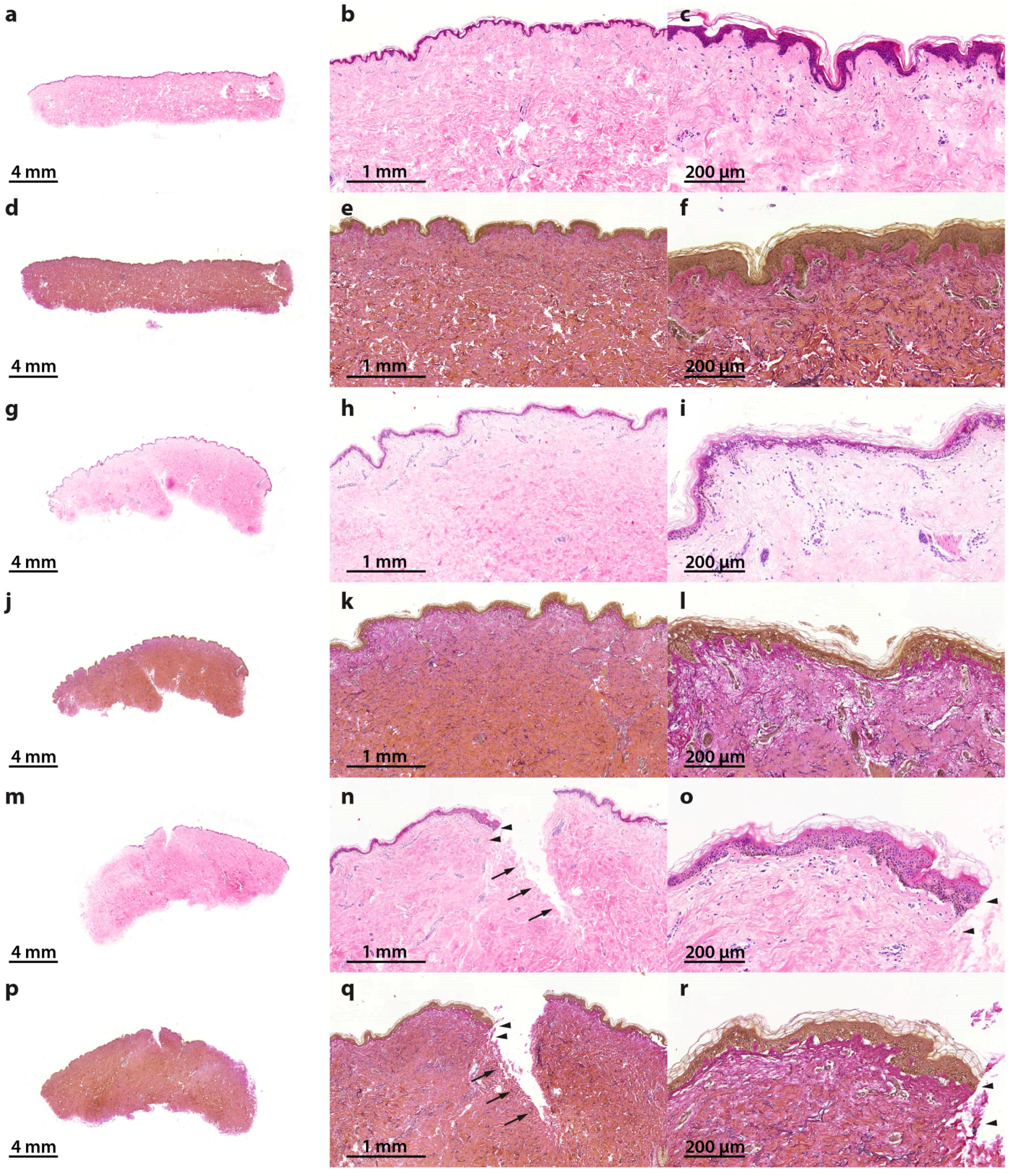 Ijms 18 02604 g002