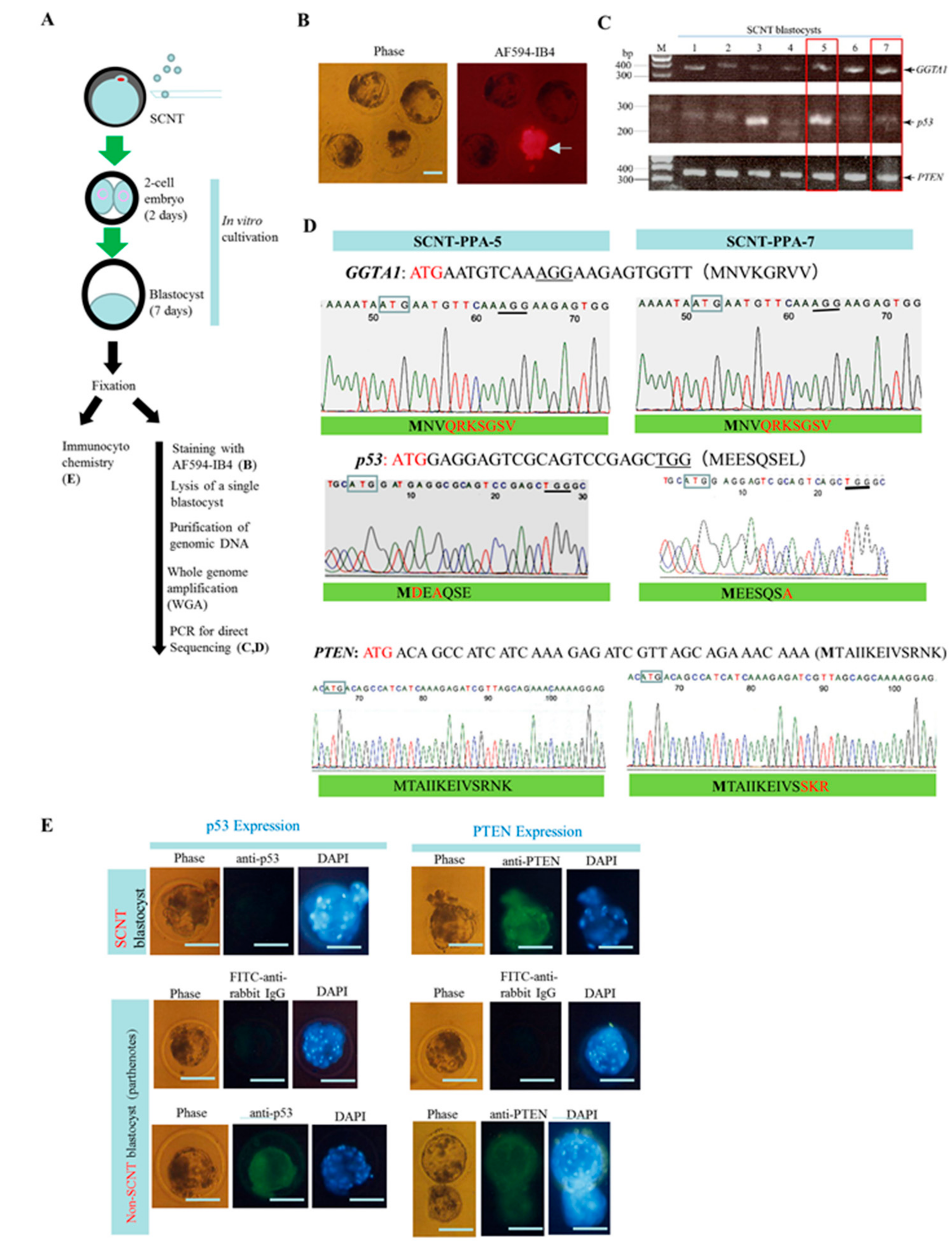 Ijms 18 02610 g004 Ijms 18 02610 g004