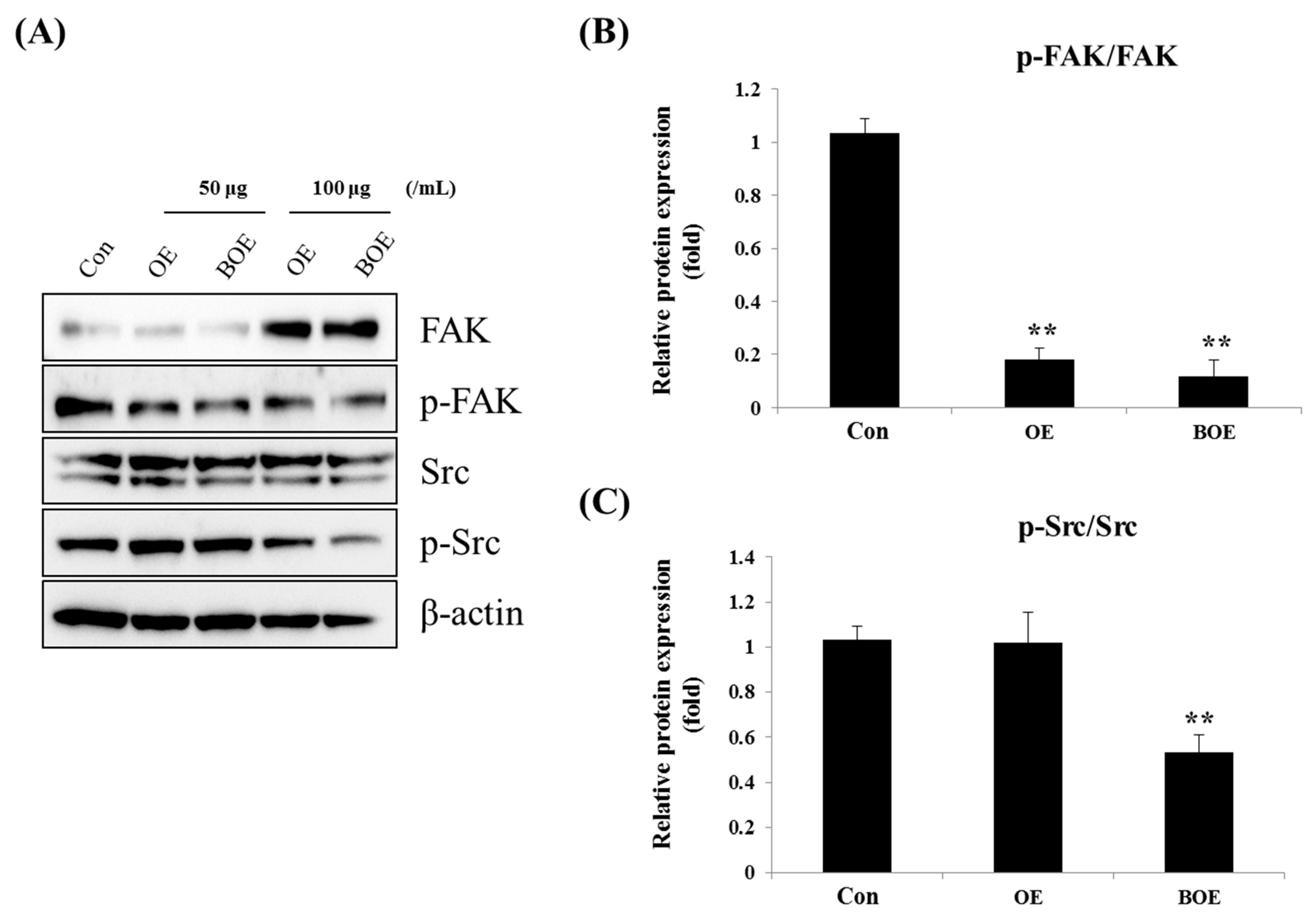 Ijms 18 02615 g004 550