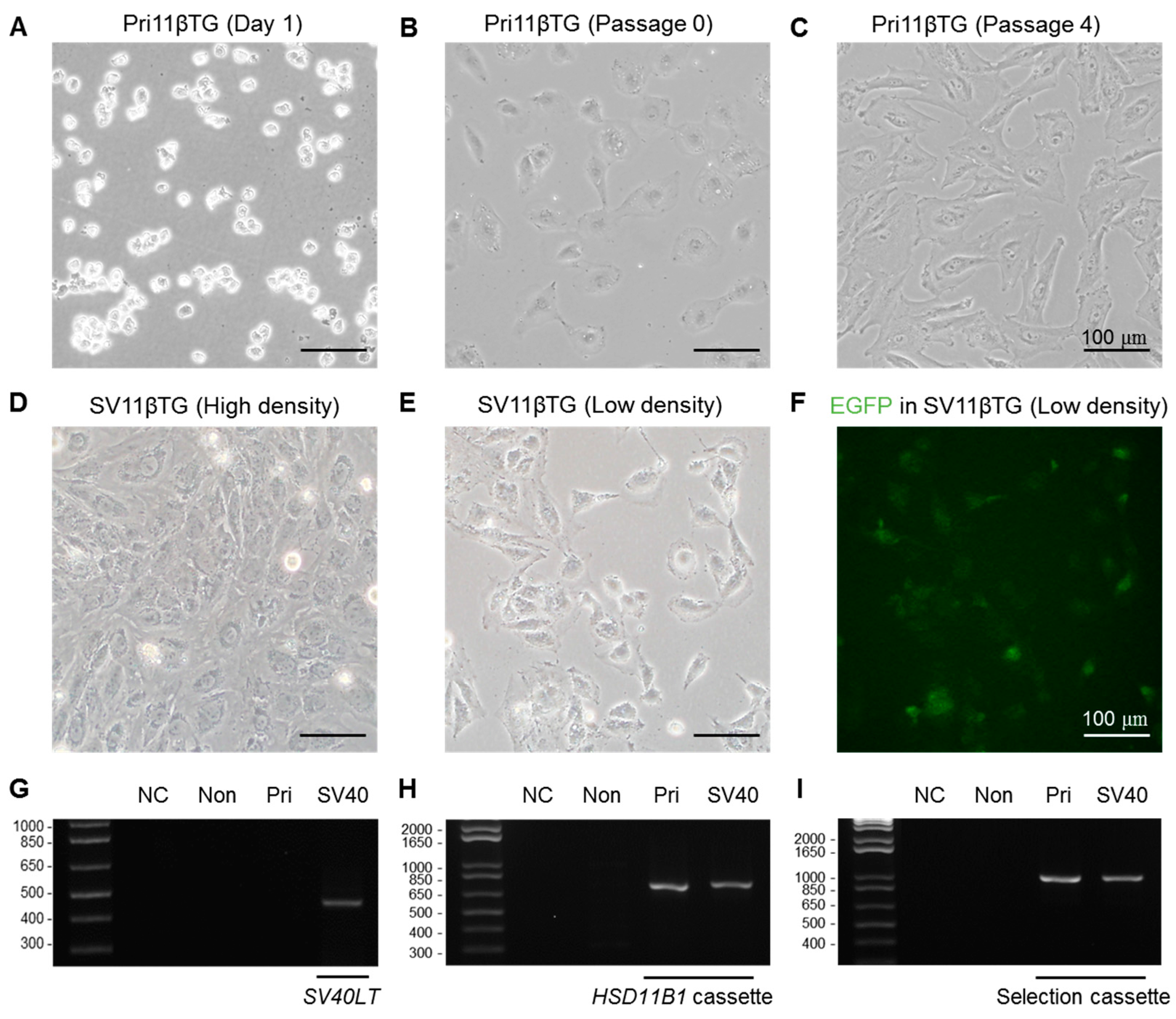 Ijms 18 02625 g001