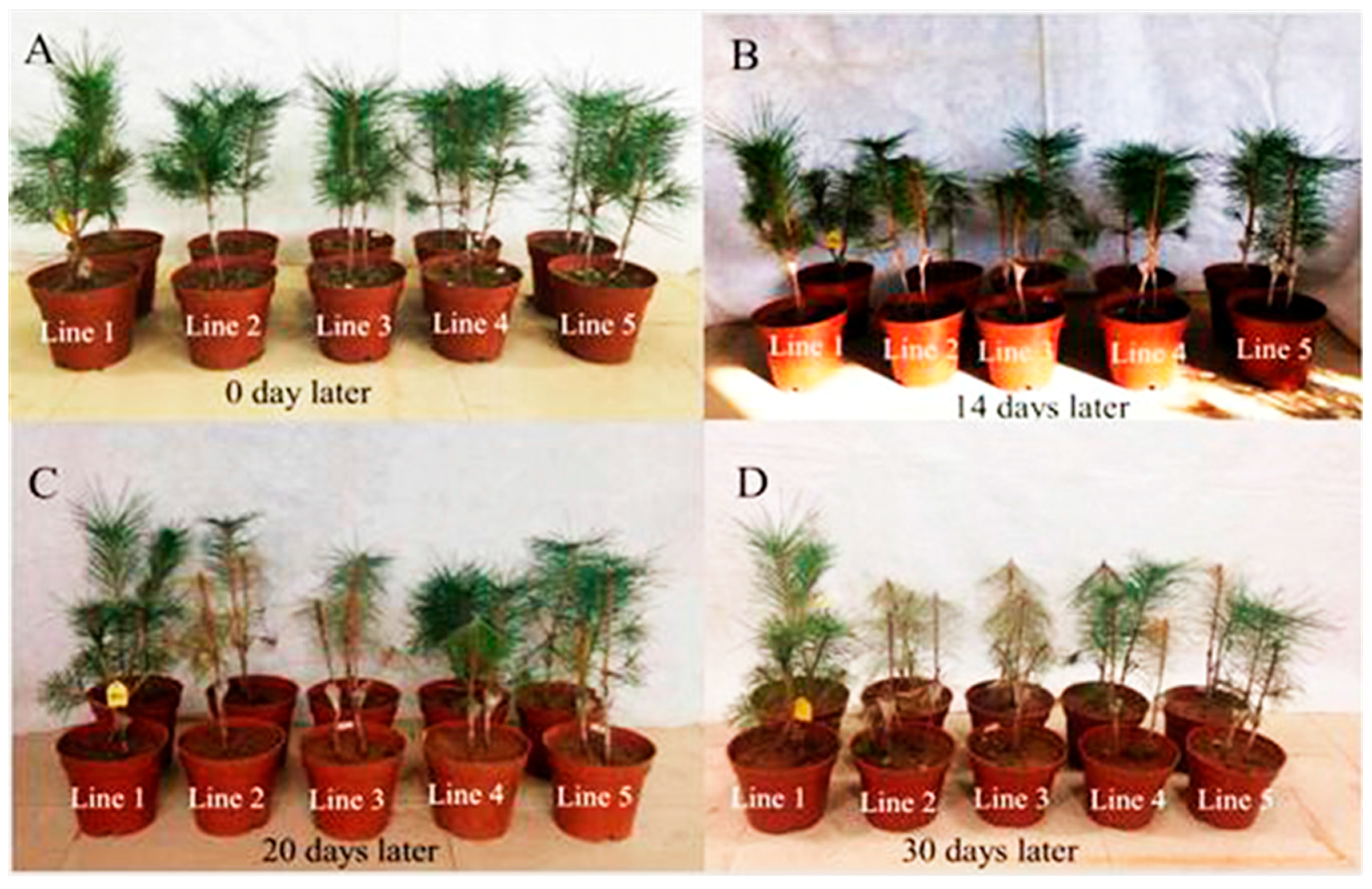 Ijms 18 02639 g007 550