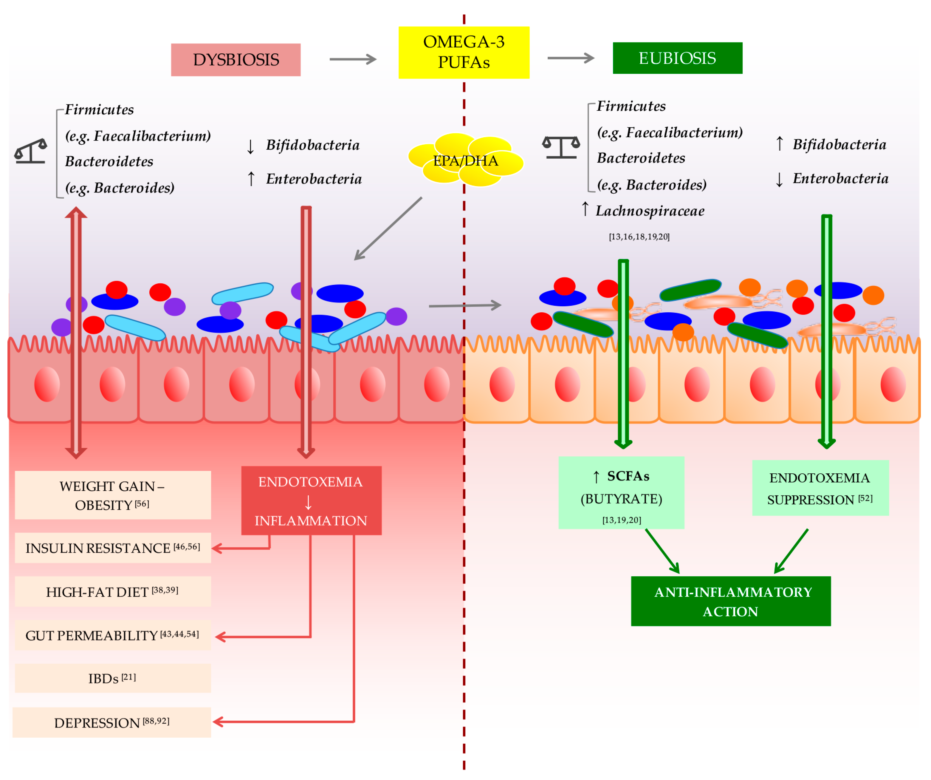 Ijms Free Full Text Impact Of Omega 3 Fatty Acids On The Gut