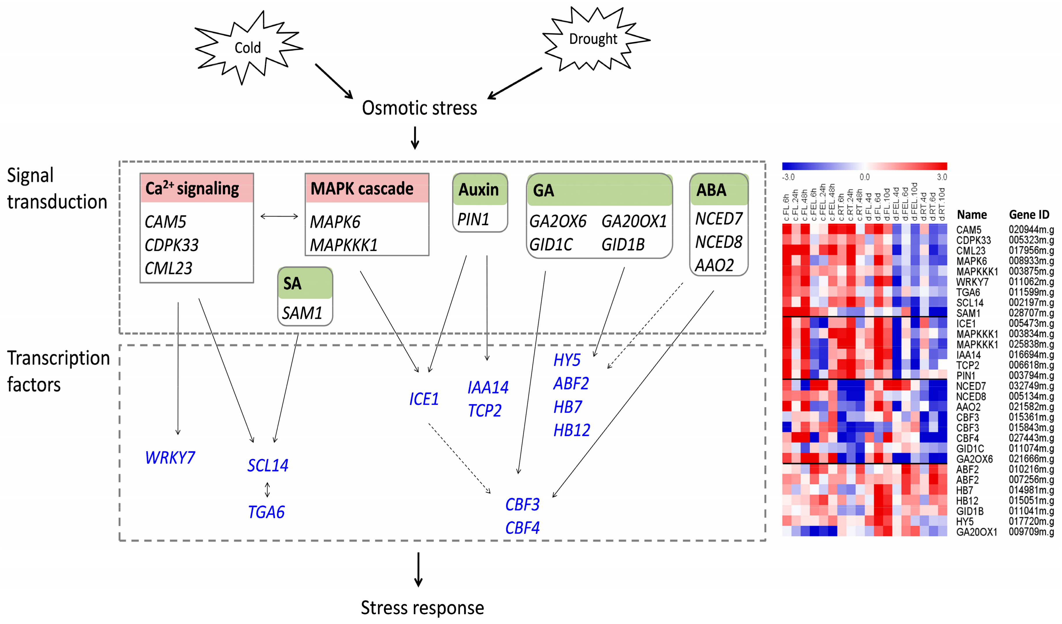 Ijms 18 02668 g006 550