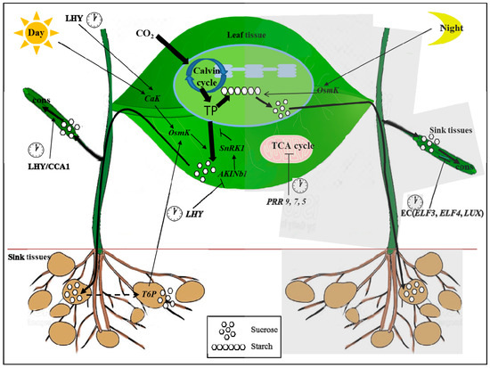 ®️h The Formyl Peptide Receptors: Diversity of Ligands and