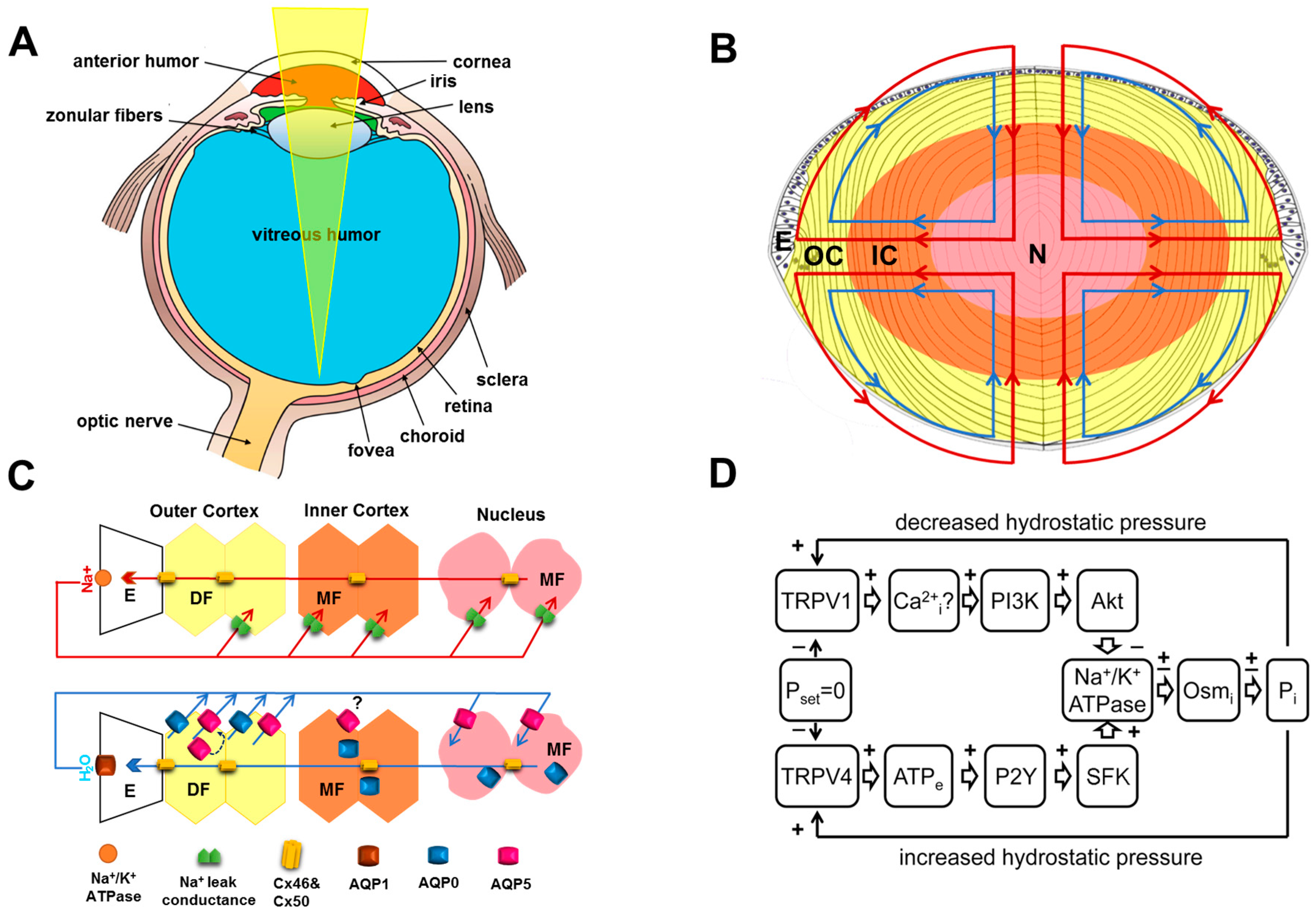 Ijms 18 02693 g001 Ijms 18 02693 g001