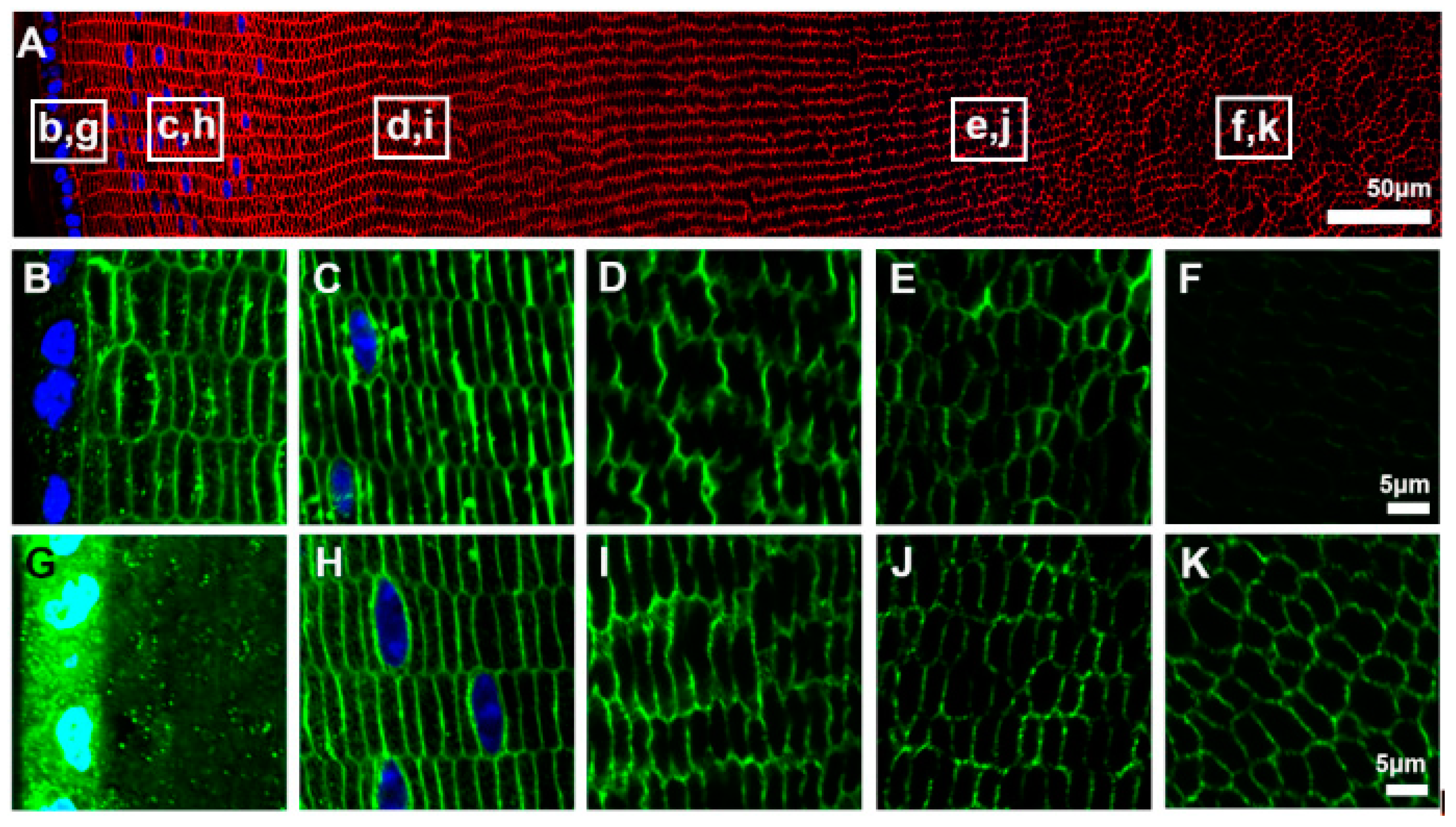 Ijms 18 02693 g002 Ijms 18 02693 g002