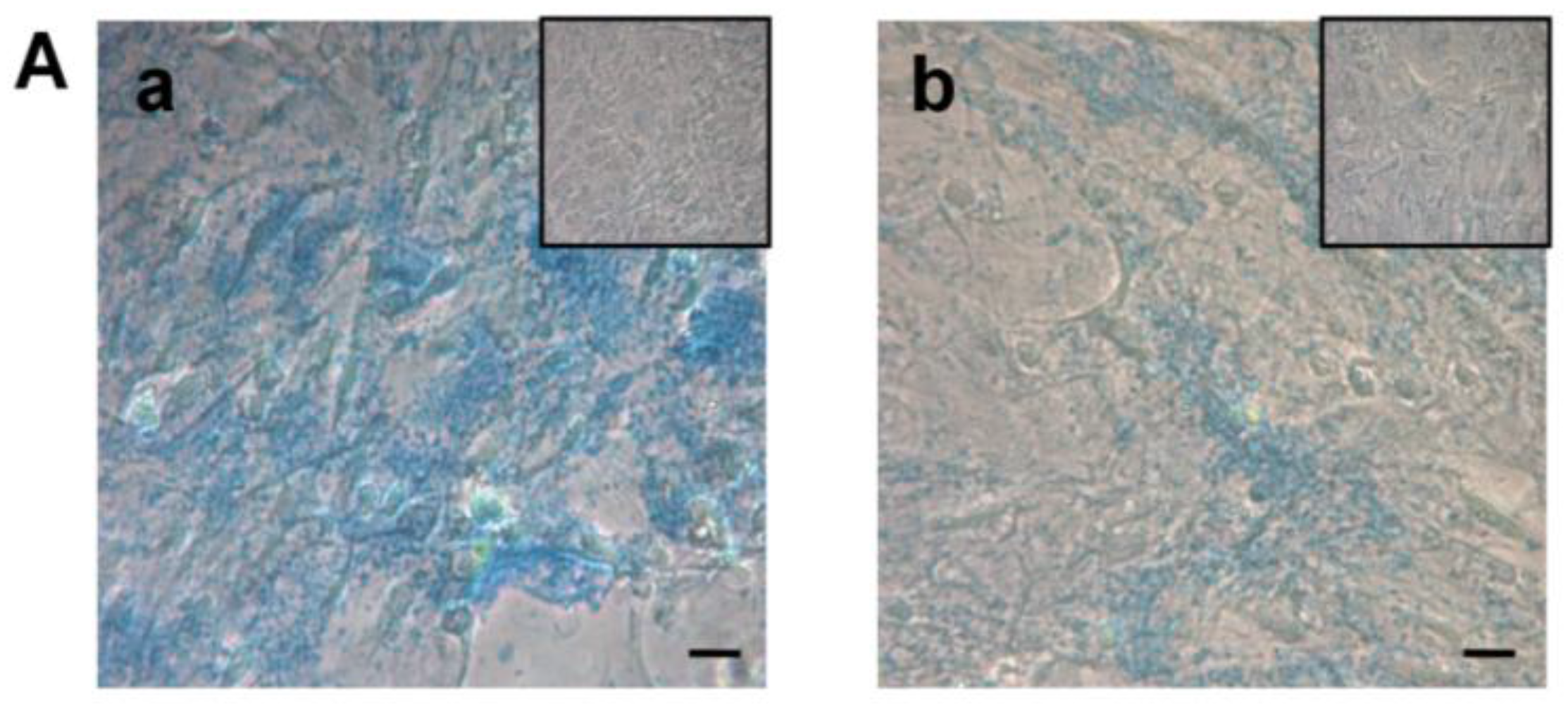 Ijms 18 02699 g004a 550