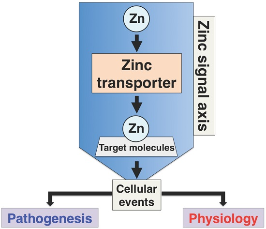 Ijms Free Full Text Recent Advances In The Role Of Slc39a Zip Zinc Transporters In Vivo Html Ijms Free Full Text Recent Advances In The Role Of Slc39a Zip Zinc Transporters In Vivo Html