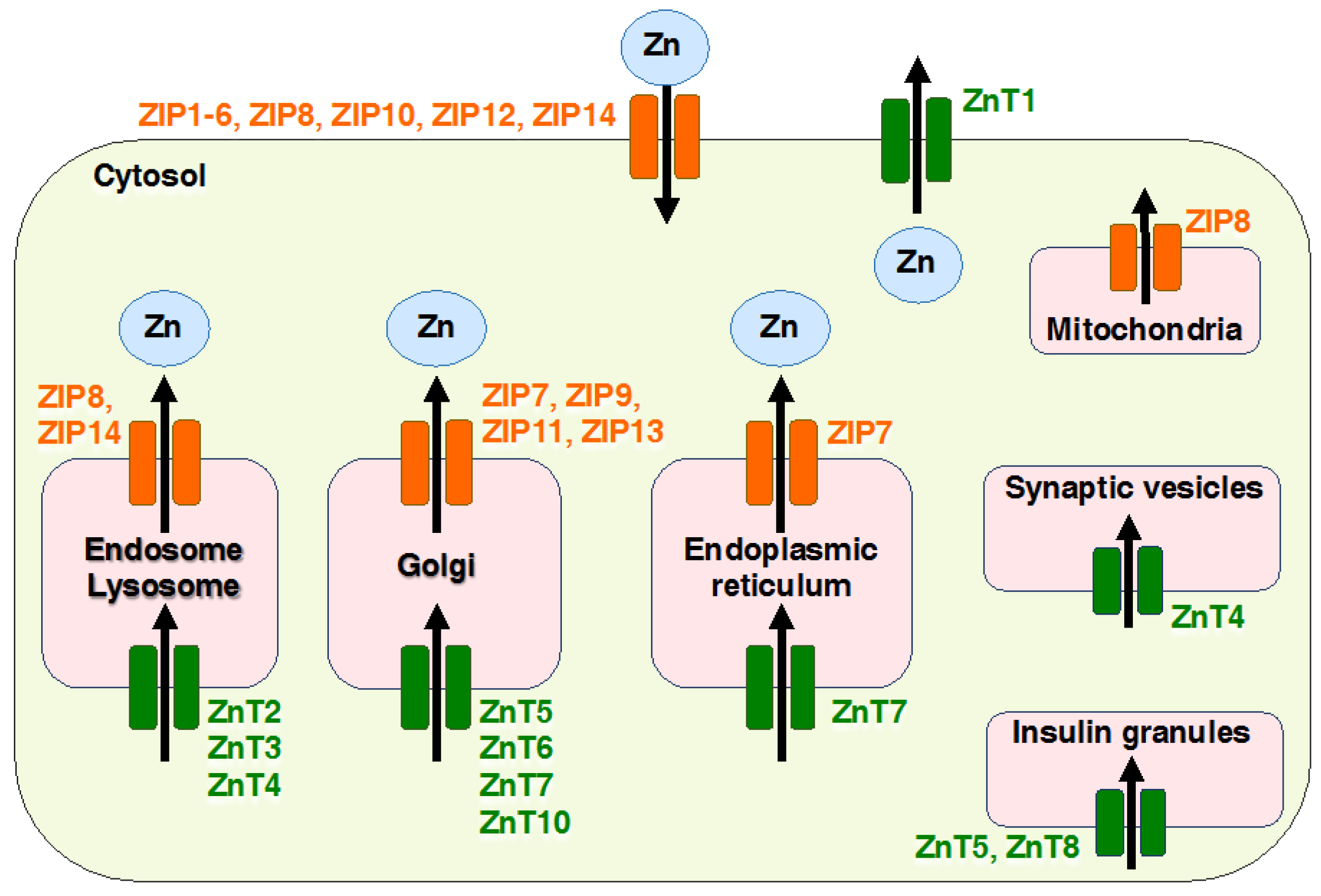 Ijms Free Full Text Recent Advances In The Role Of Slc39a Zip Zinc Transporters In Vivo Html Ijms Free Full Text Recent Advances In The Role Of Slc39a Zip Zinc Transporters In Vivo Html