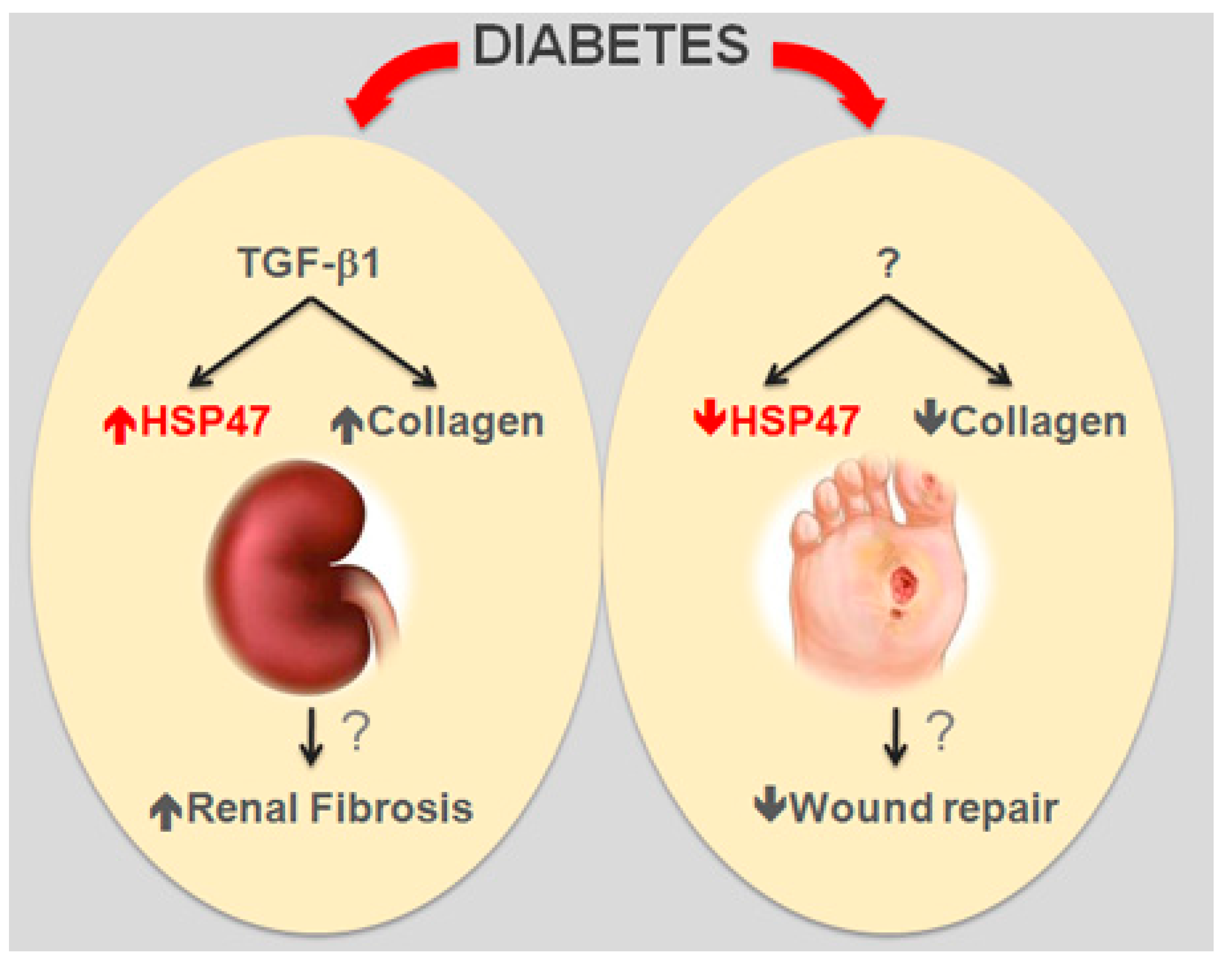 Ijms 18 02709 g001 Ijms 18 02709 g001