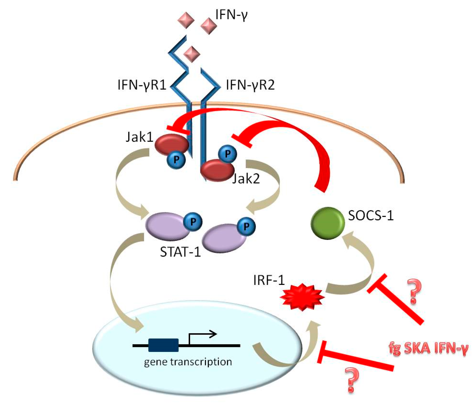 Ijms 18 02715 g004 550