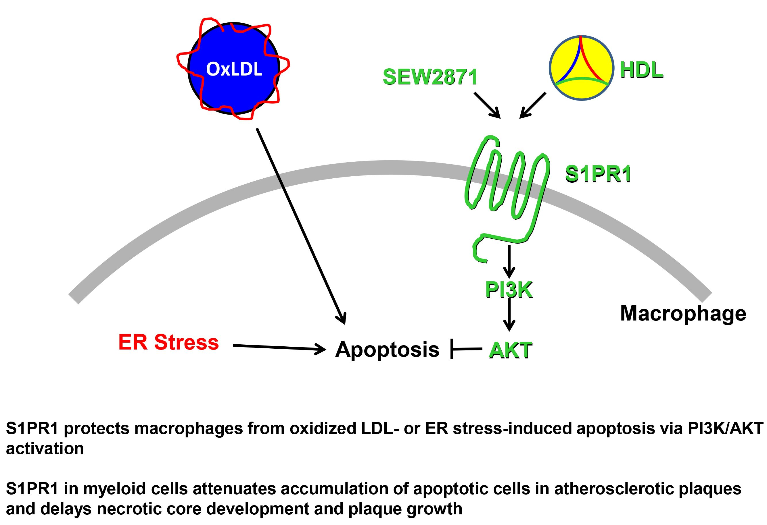 Ijms free full text sphingosine 1 phosphate receptor 1 expressed