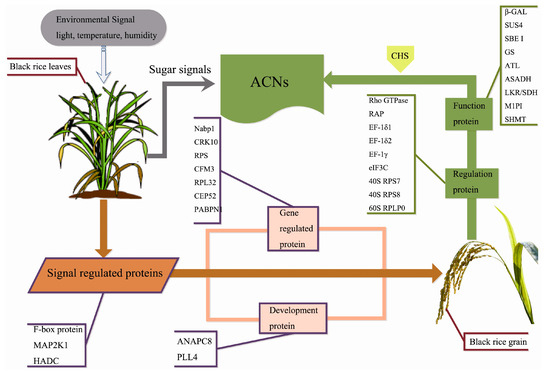 Proteomic Analysis Reveals Coordinated Regulation of Anthocyanin