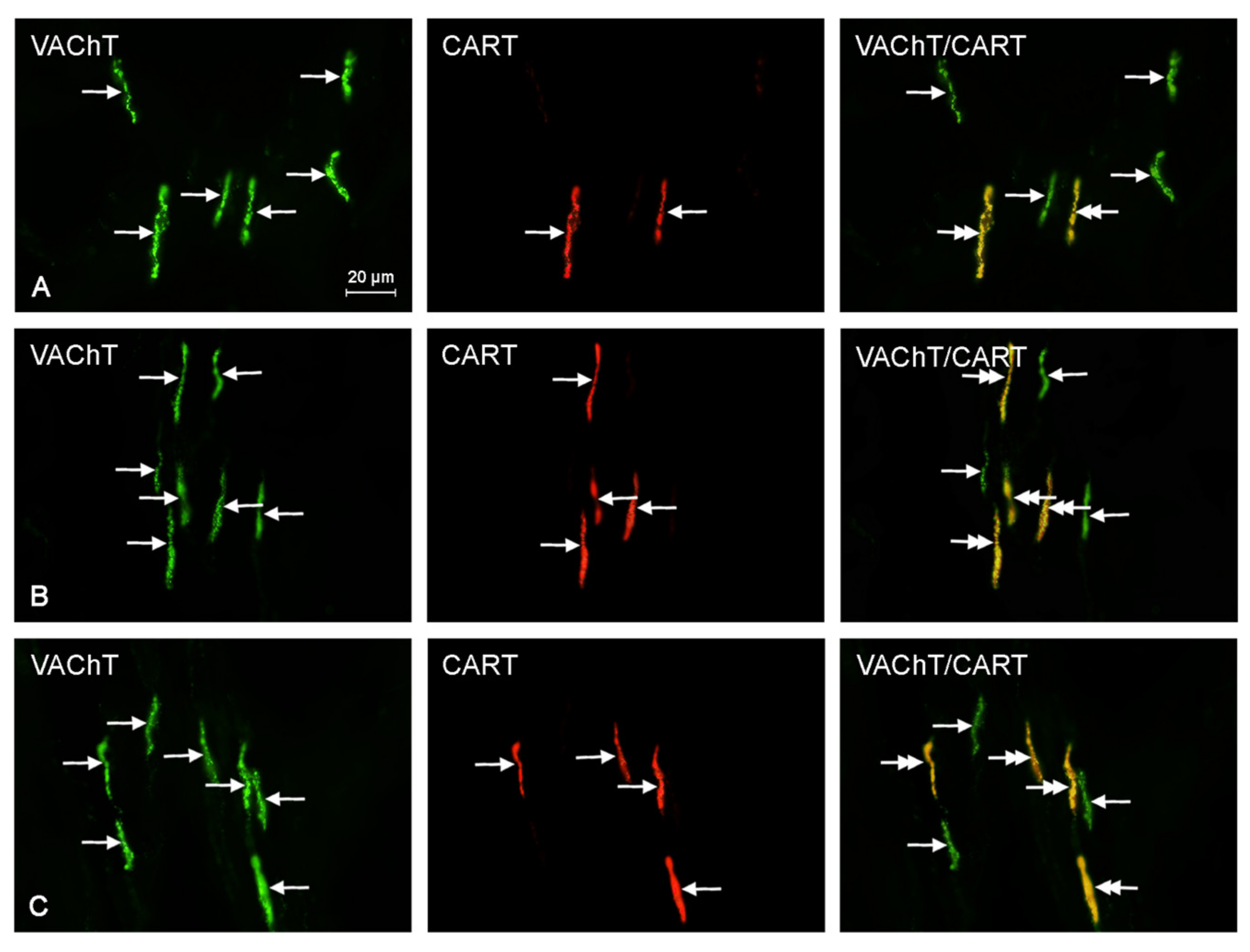 Ijms 18 02726 g002 Ijms 18 02726 g002