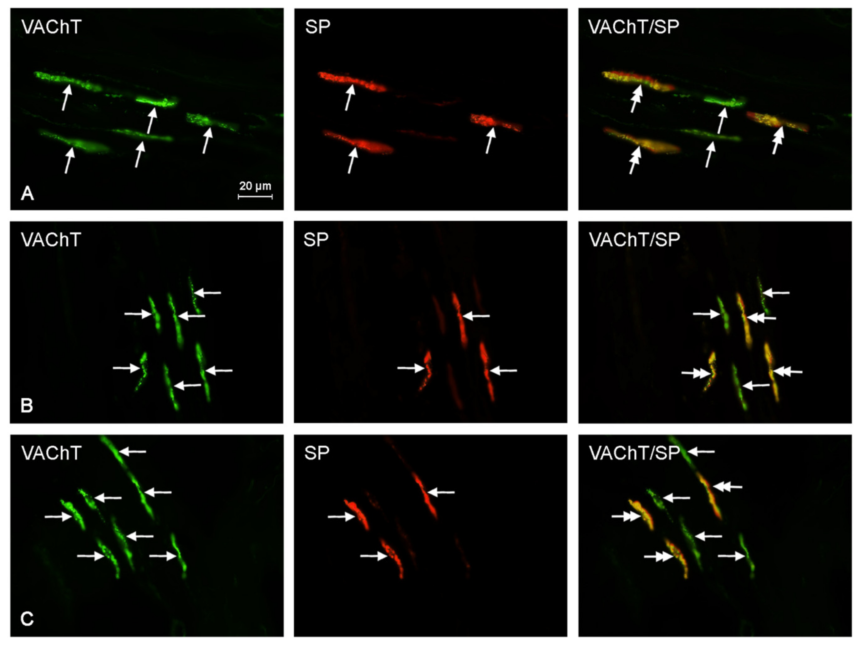 Ijms 18 02726 g003 Ijms 18 02726 g003
