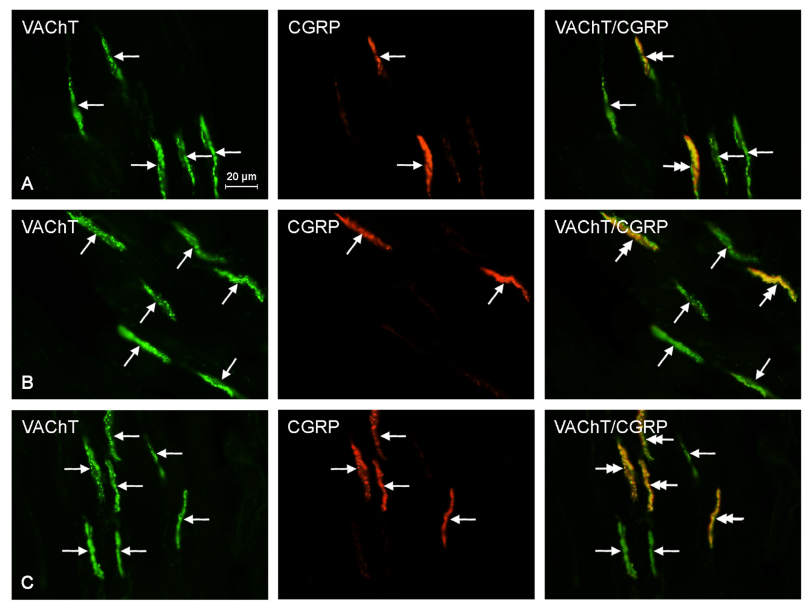 Ijms 18 02726 g004 Ijms 18 02726 g004
