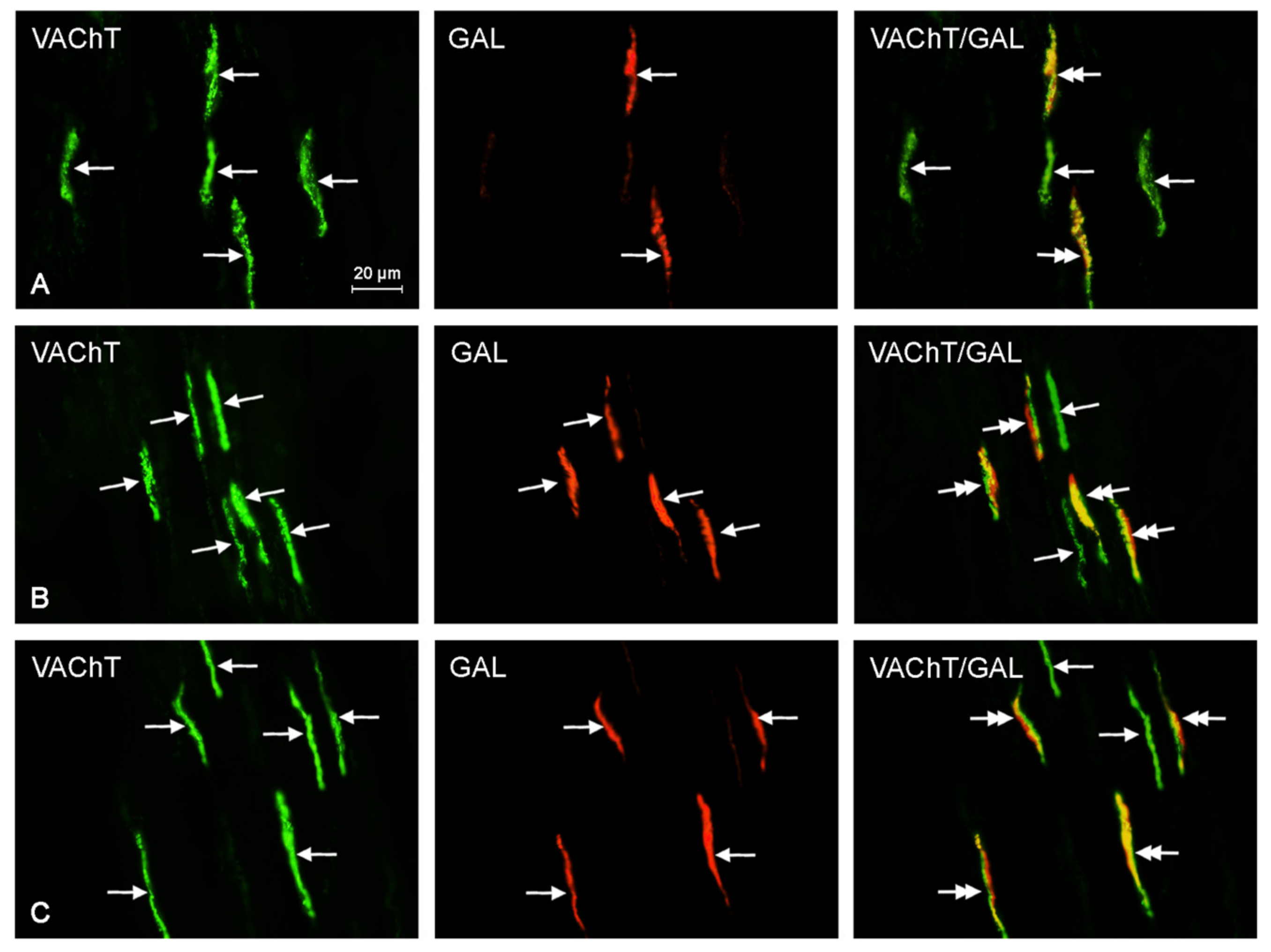 Ijms 18 02726 g005 Ijms 18 02726 g005