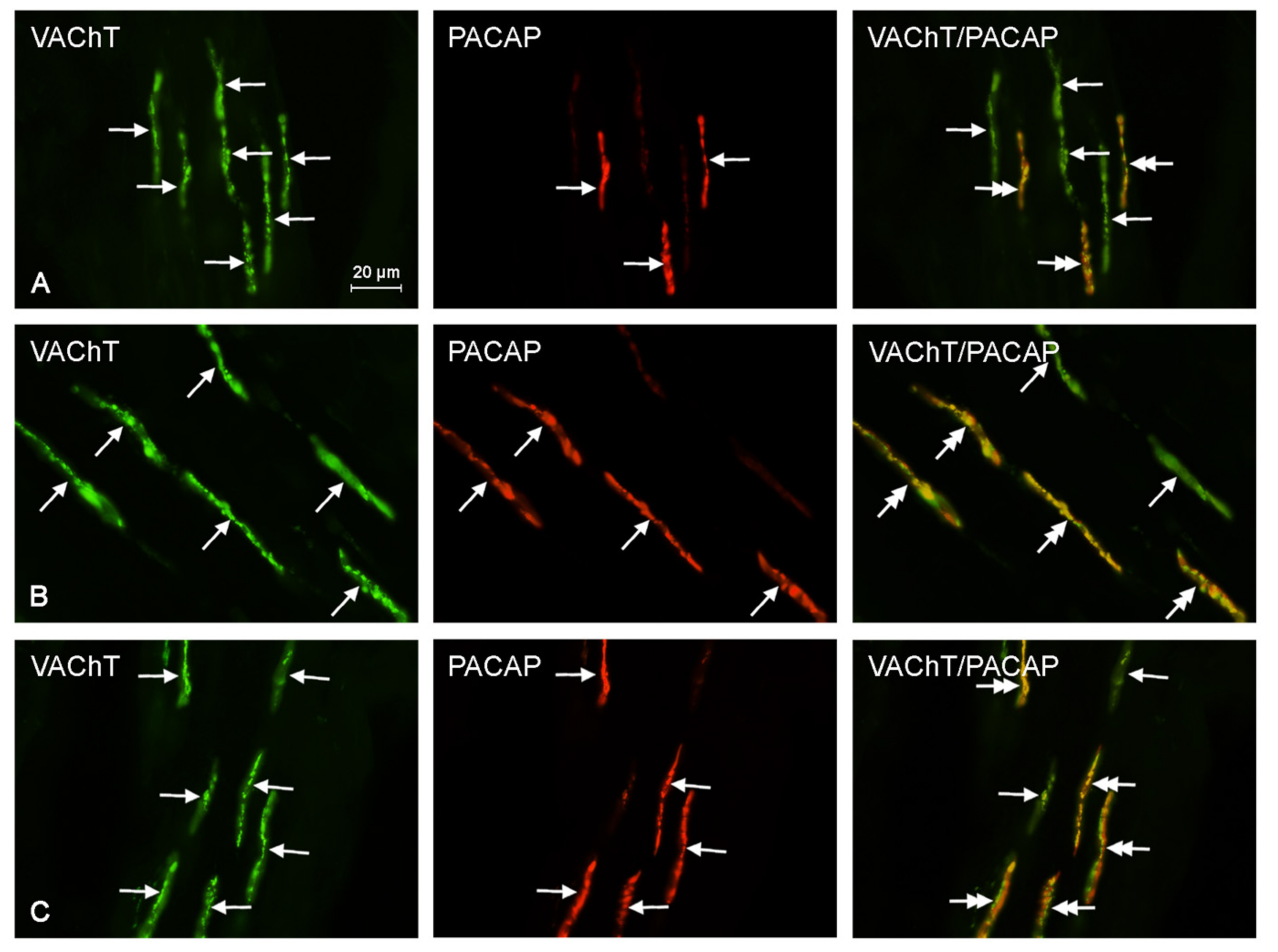 Ijms 18 02726 g006 Ijms 18 02726 g006