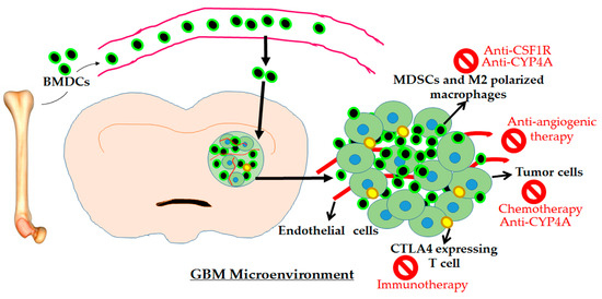 Ijms Free Full Text Major Challenges And Potential Microenvironment Targeted Therapies In Glioblastoma Html