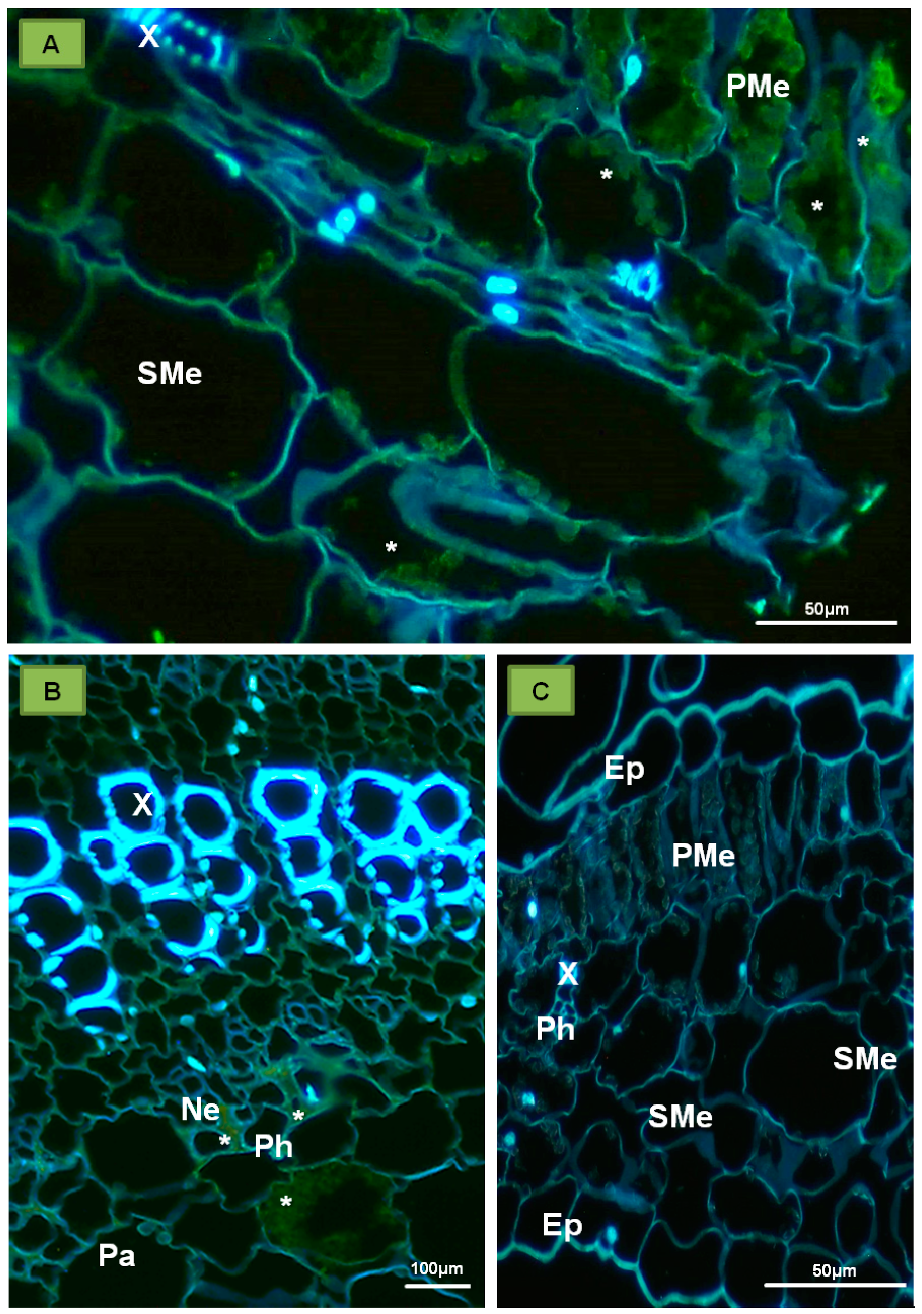 Ijms 18 02733 g002 Ijms 18 02733 g002
