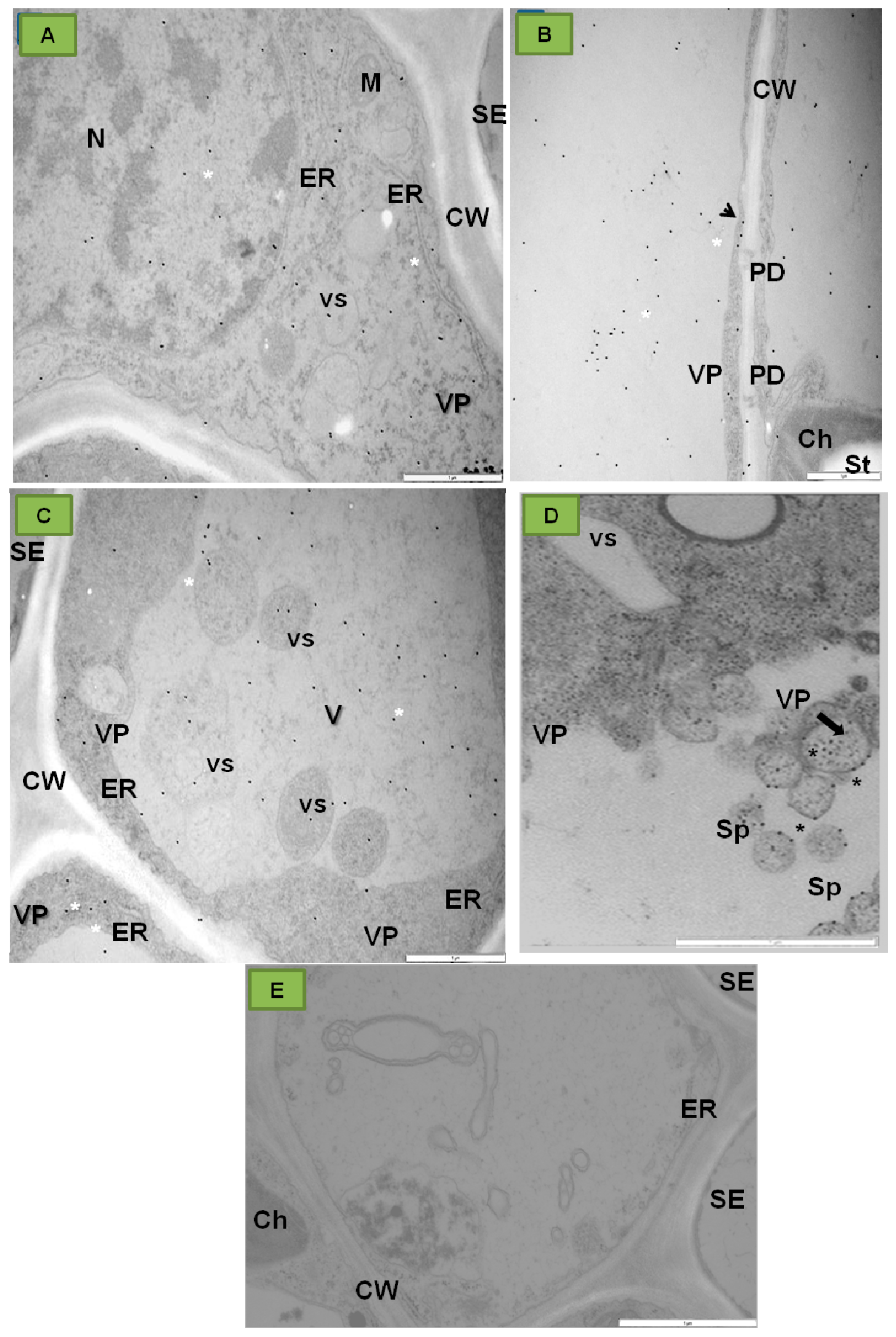 Ijms 18 02733 g006 Ijms 18 02733 g006
