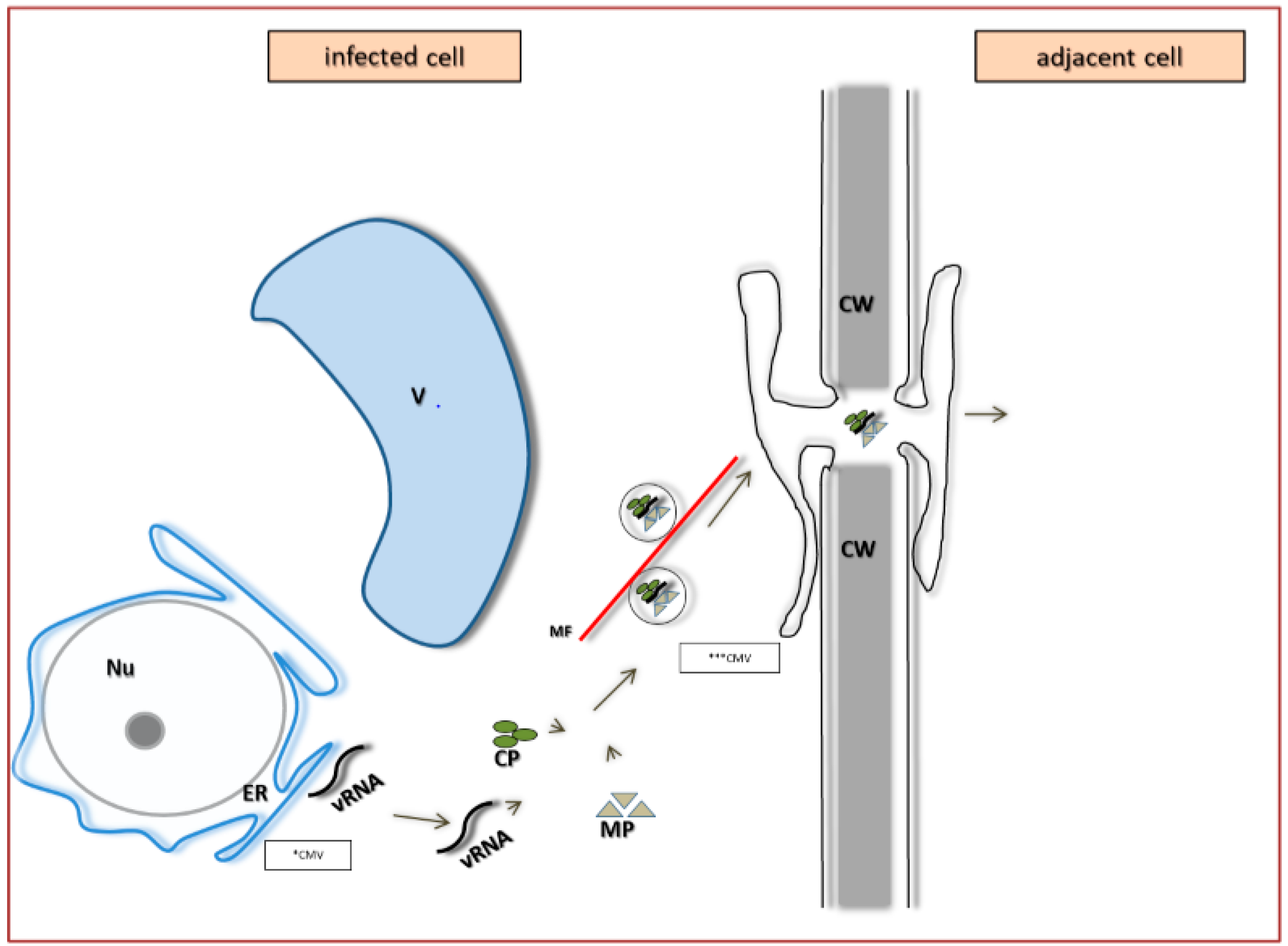 Ijms 18 02733 g010 Ijms 18 02733 g010