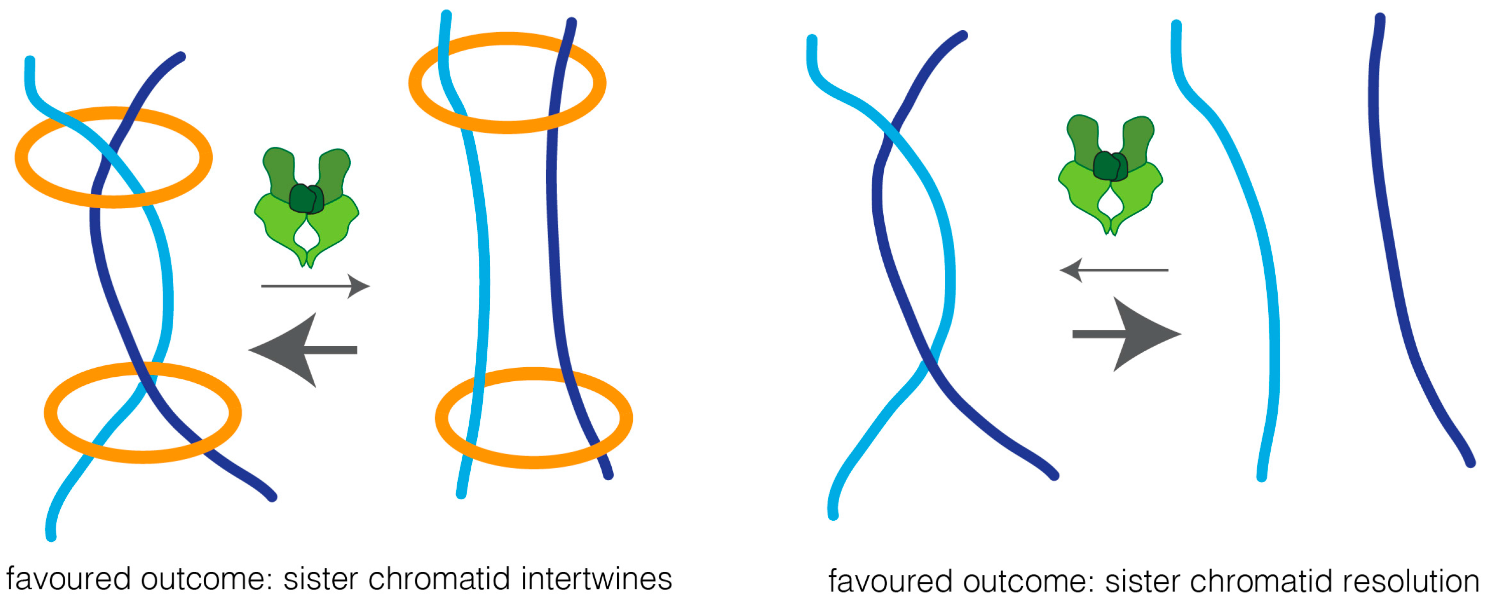 A Topology-Centric View on Mitotic Chromosome Architecture. 