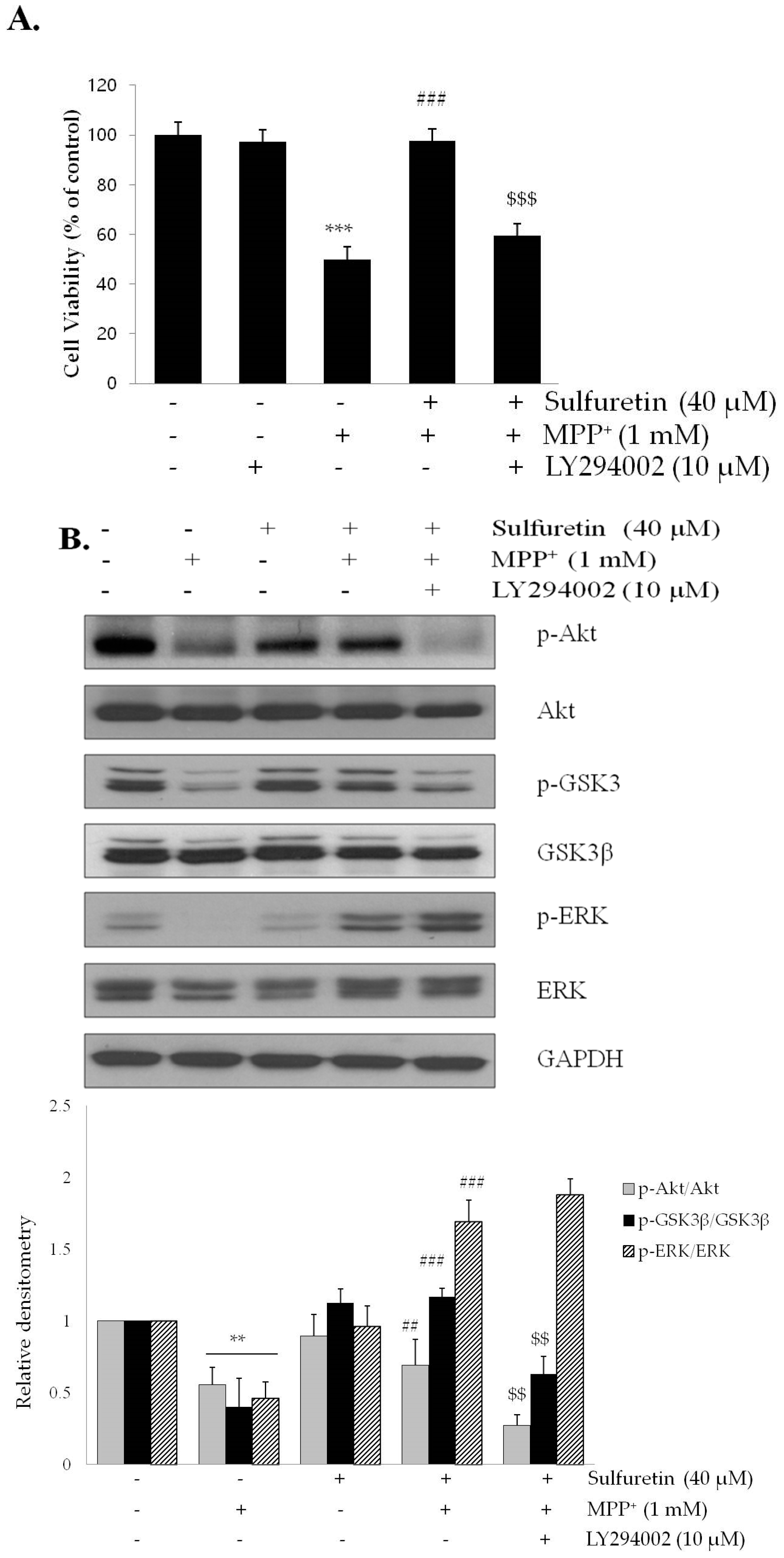 Ijms Free Full Text Sulfuretin Attenuates Mpp Induced Neurotoxicity Through Akt Gsk3b And Erk Signaling Pathways Html