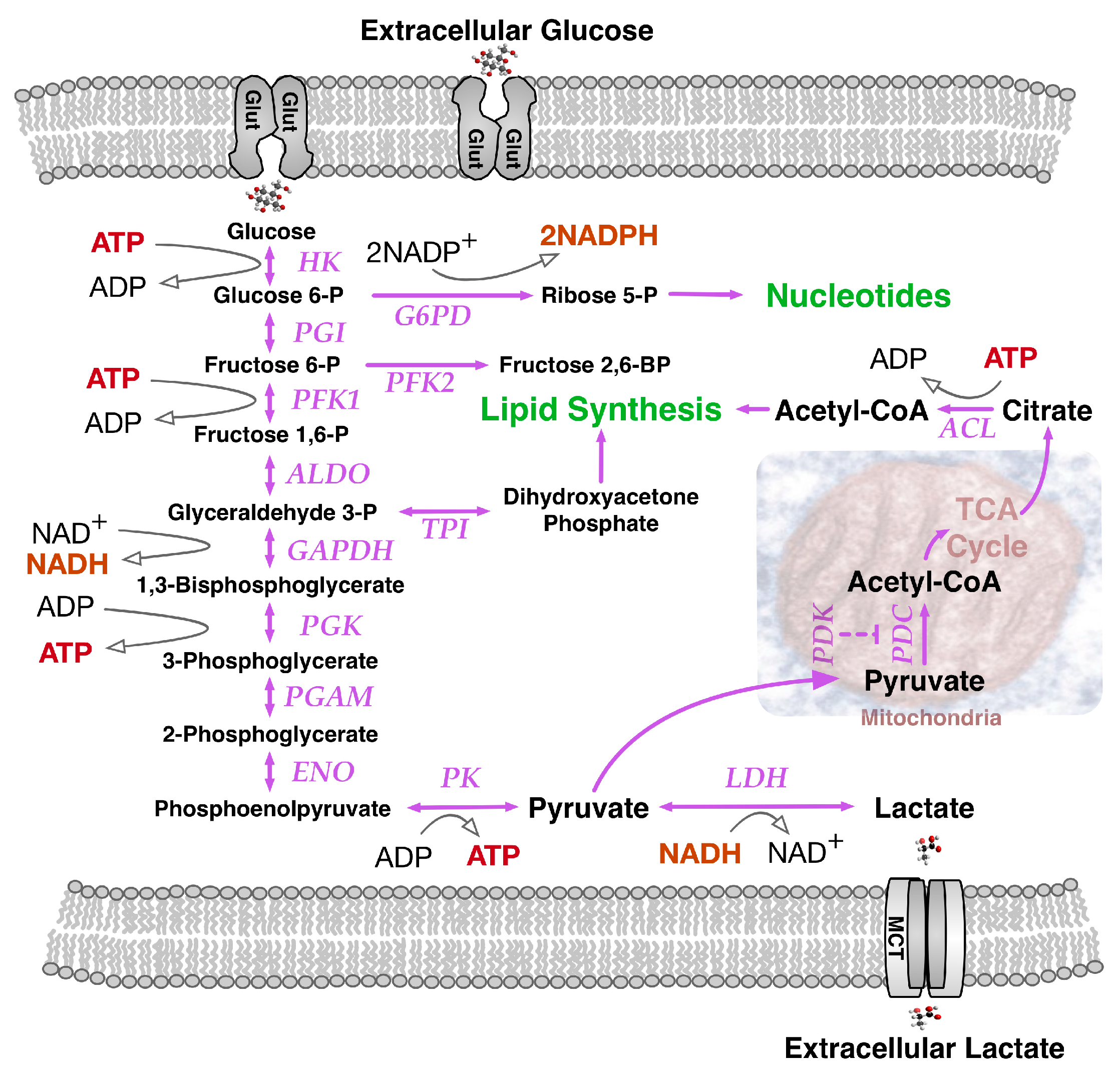 Ijms 18 02755 g001 Ijms 18 02755 g001