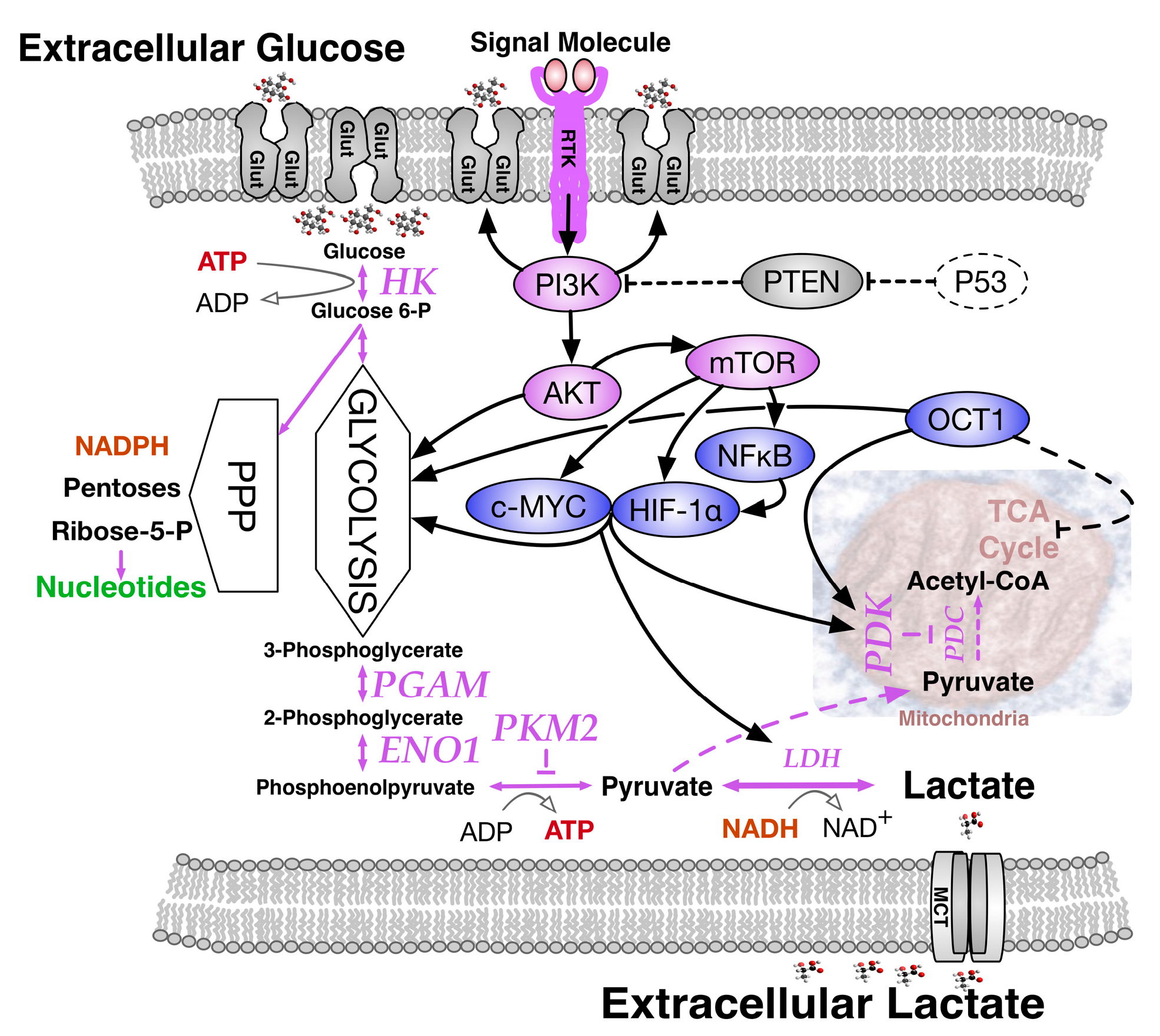 Ijms 18 02755 g002 Ijms 18 02755 g002