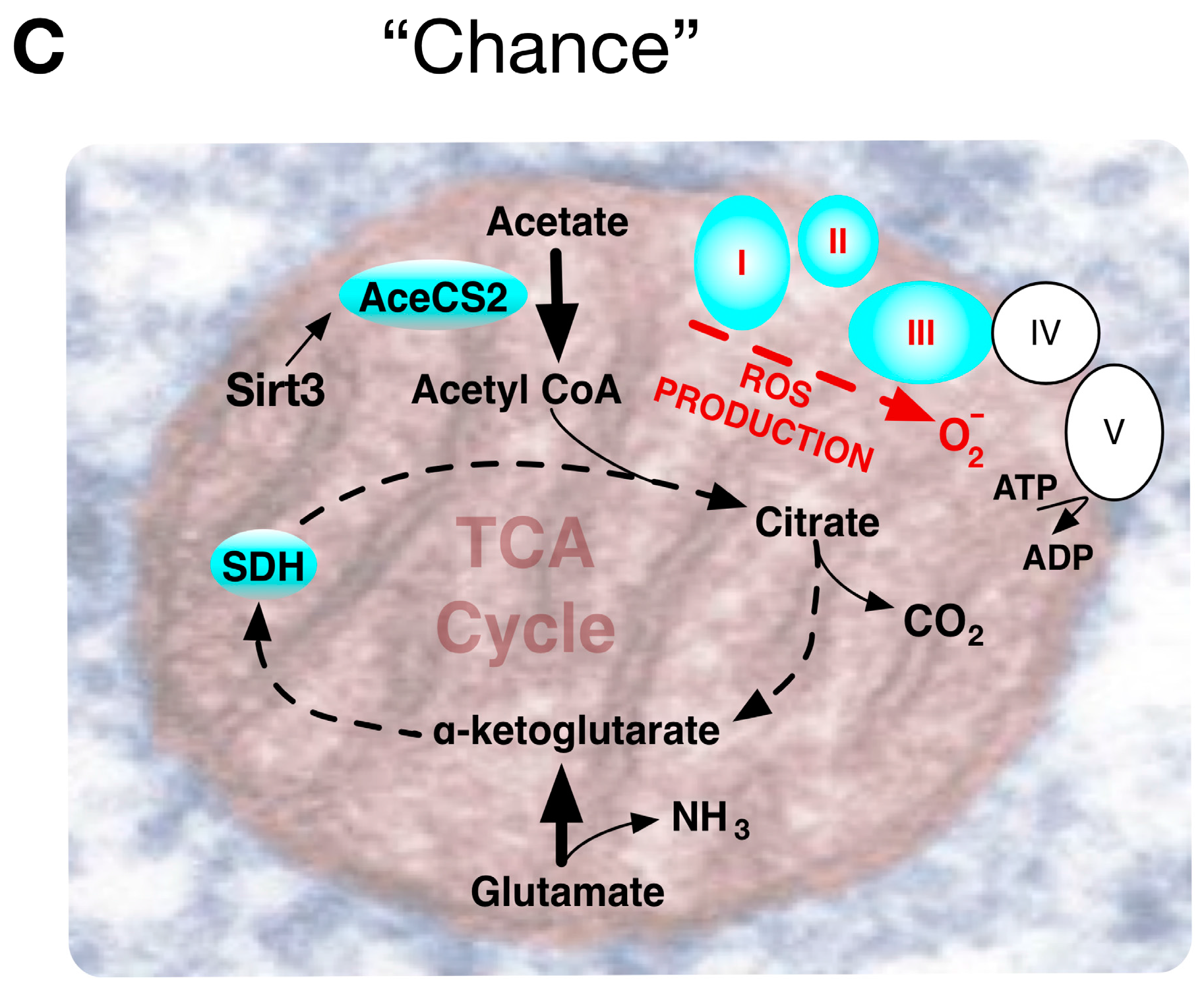 Ijms 18 02755 g004b Ijms 18 02755 g004b