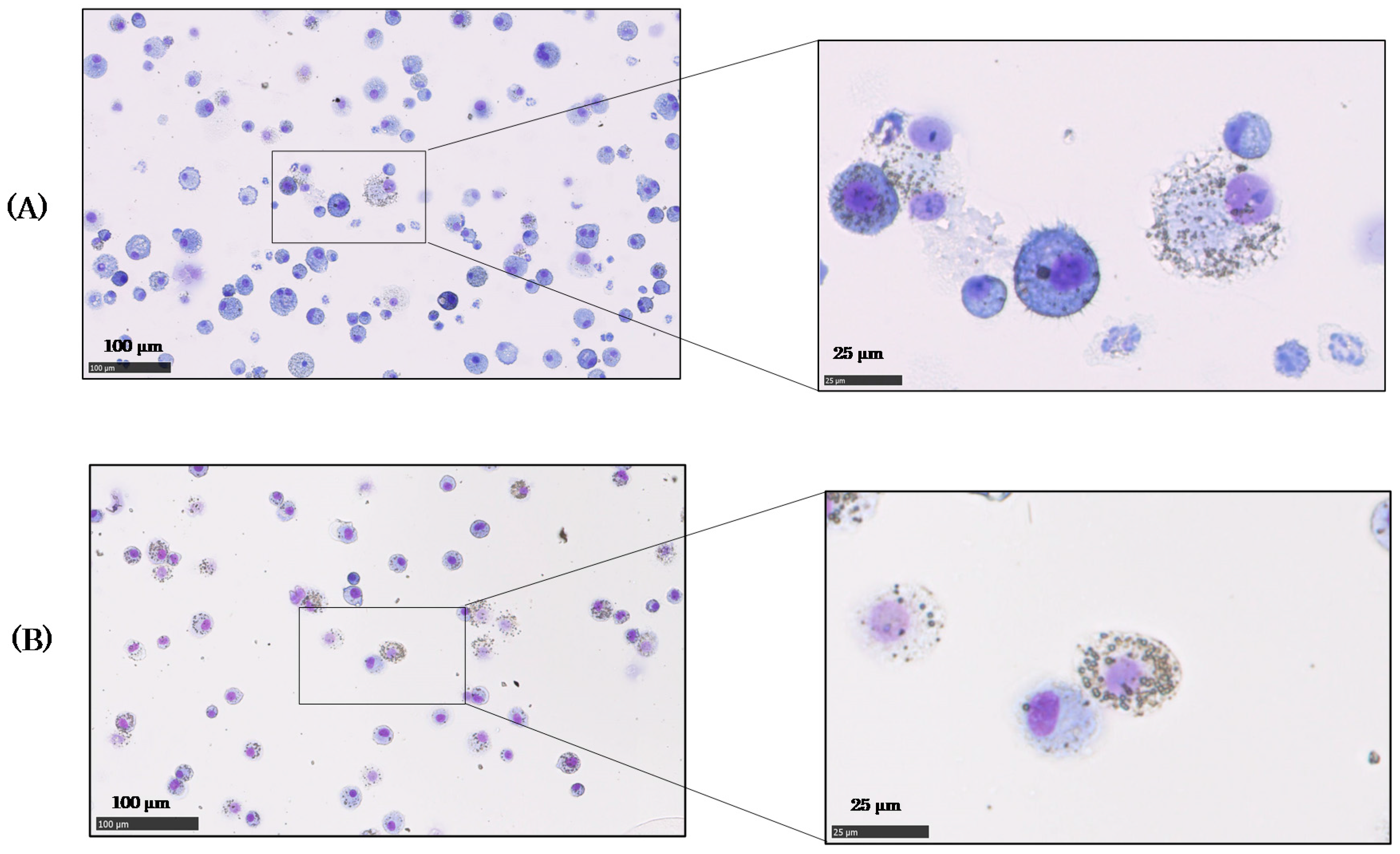 Ijms 18 02757 g004 Ijms 18 02757 g004