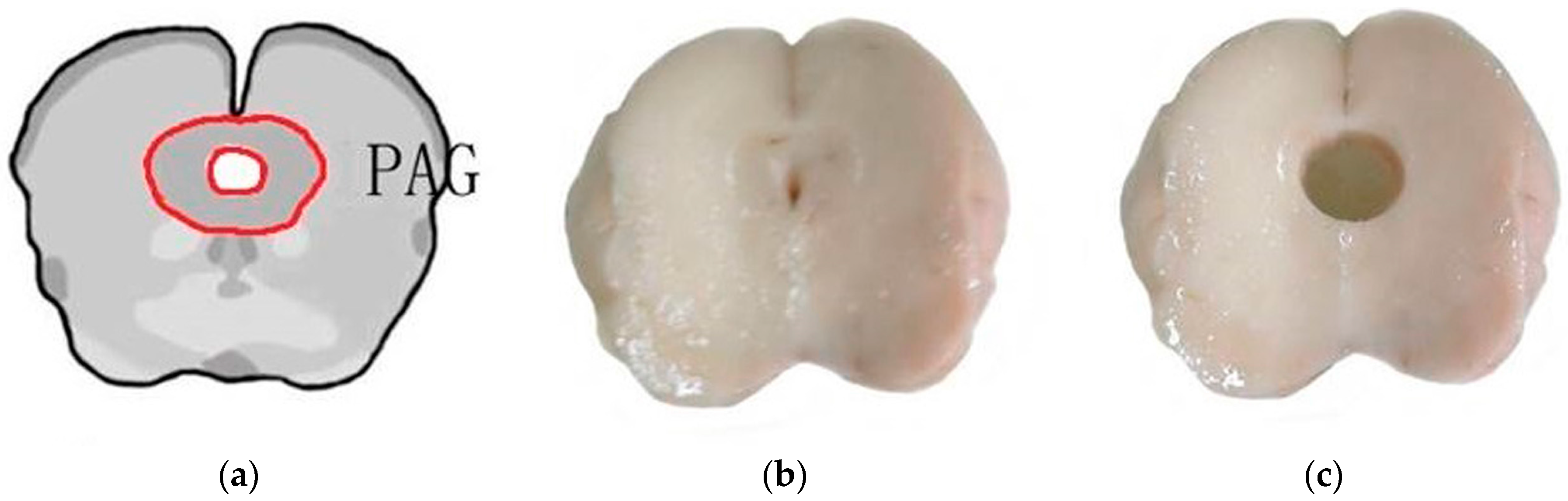 Ijms 19 00002 g007 Ijms 19 00002 g007