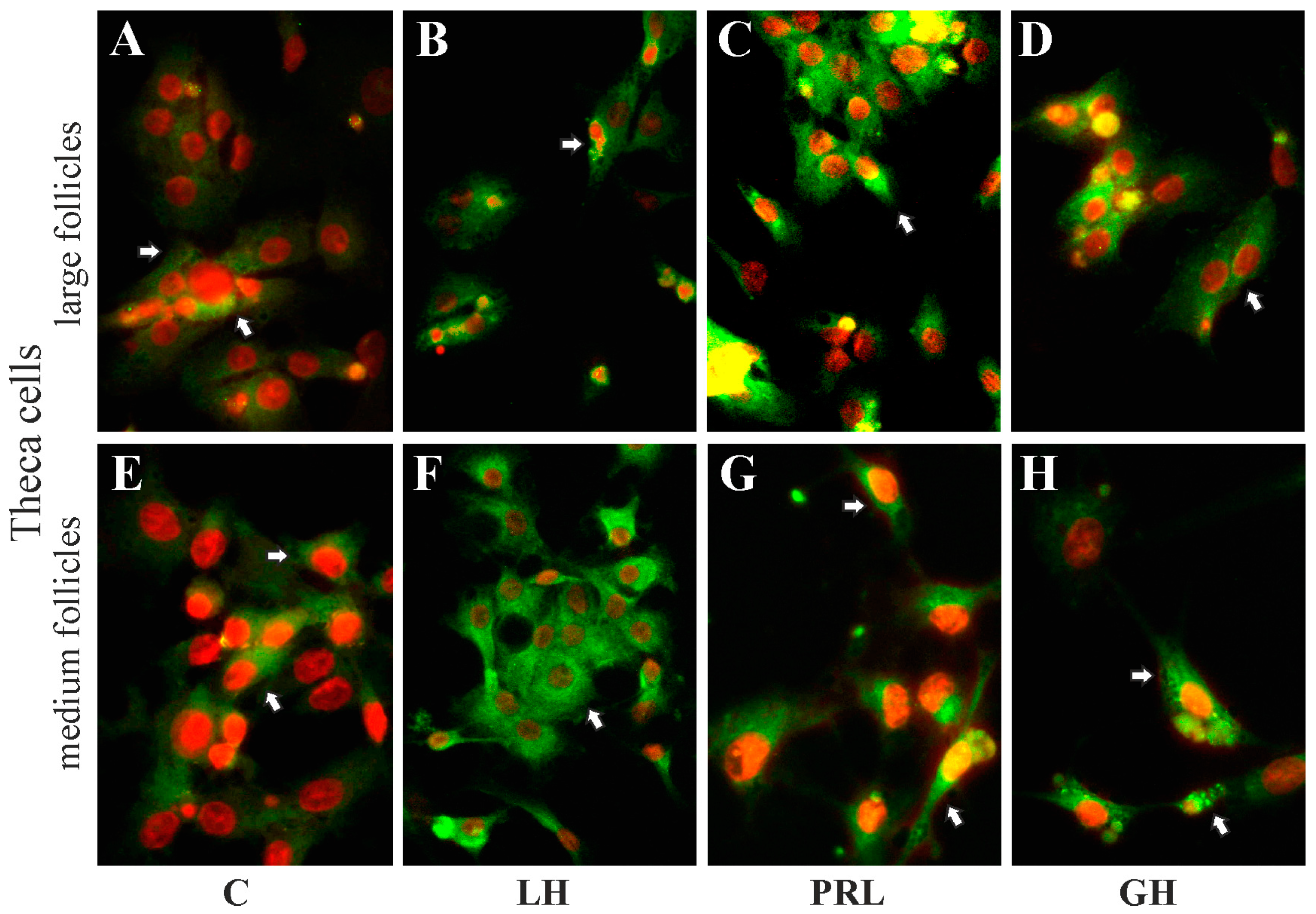 Ijms 19 00005 g006 Ijms 19 00005 g006