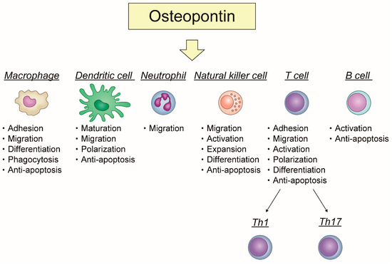 Is Osteopontin a Friend or Foe of Cell Apoptosis in
