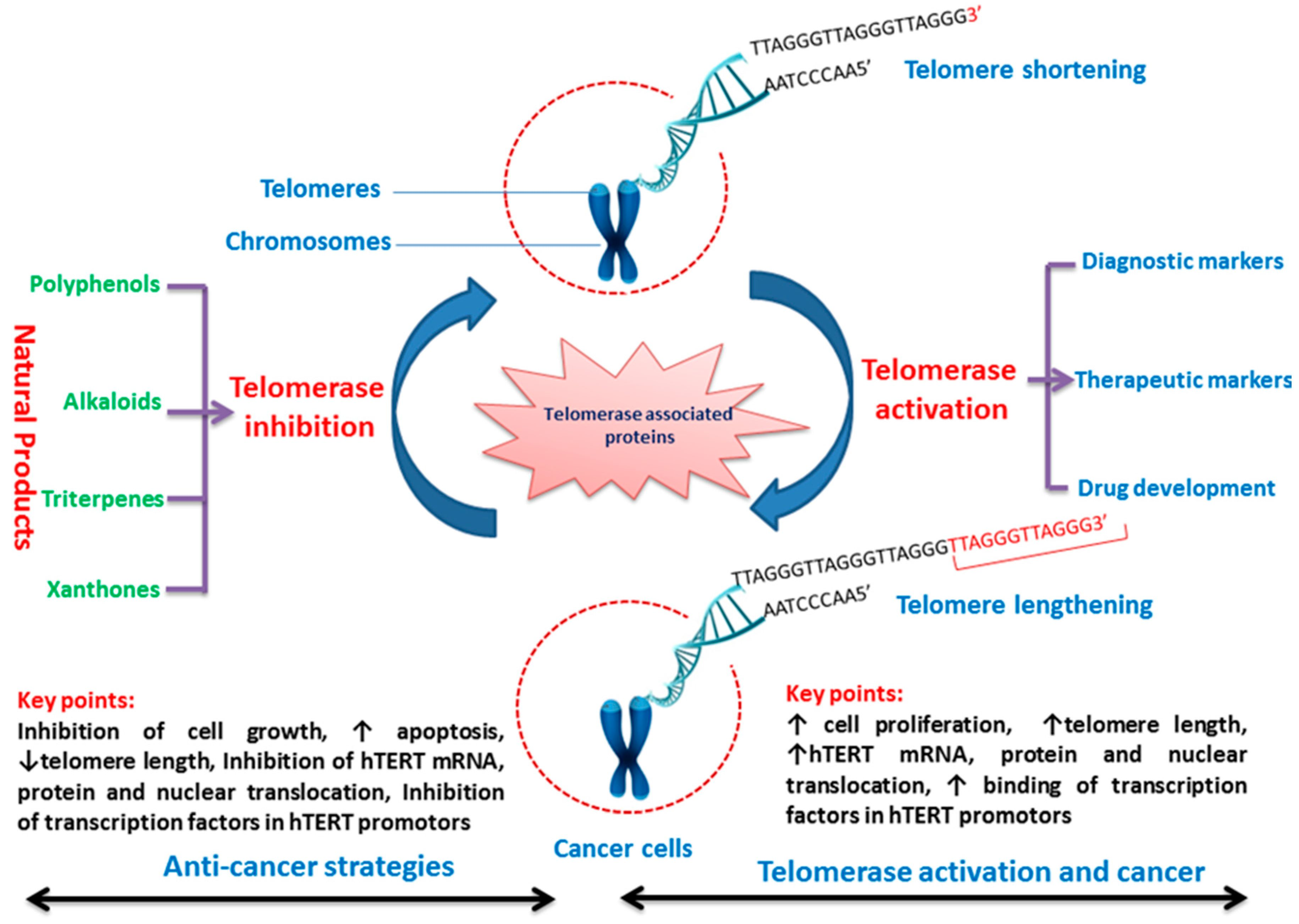 Telomerase Inhibitors from Natural Products and ... Biology Diagrams