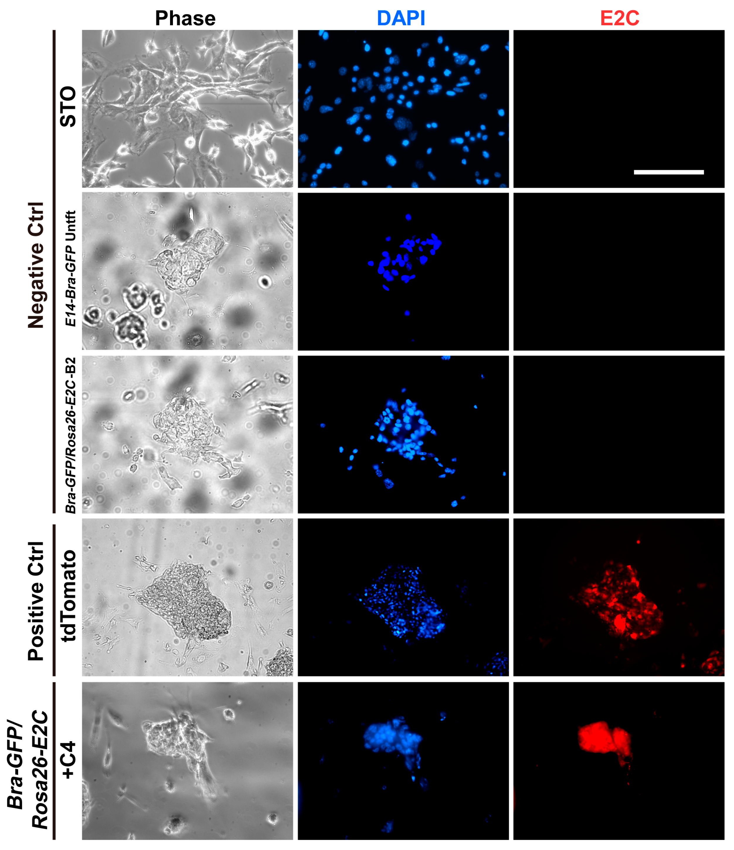 Ijms 19 00019 g002 550