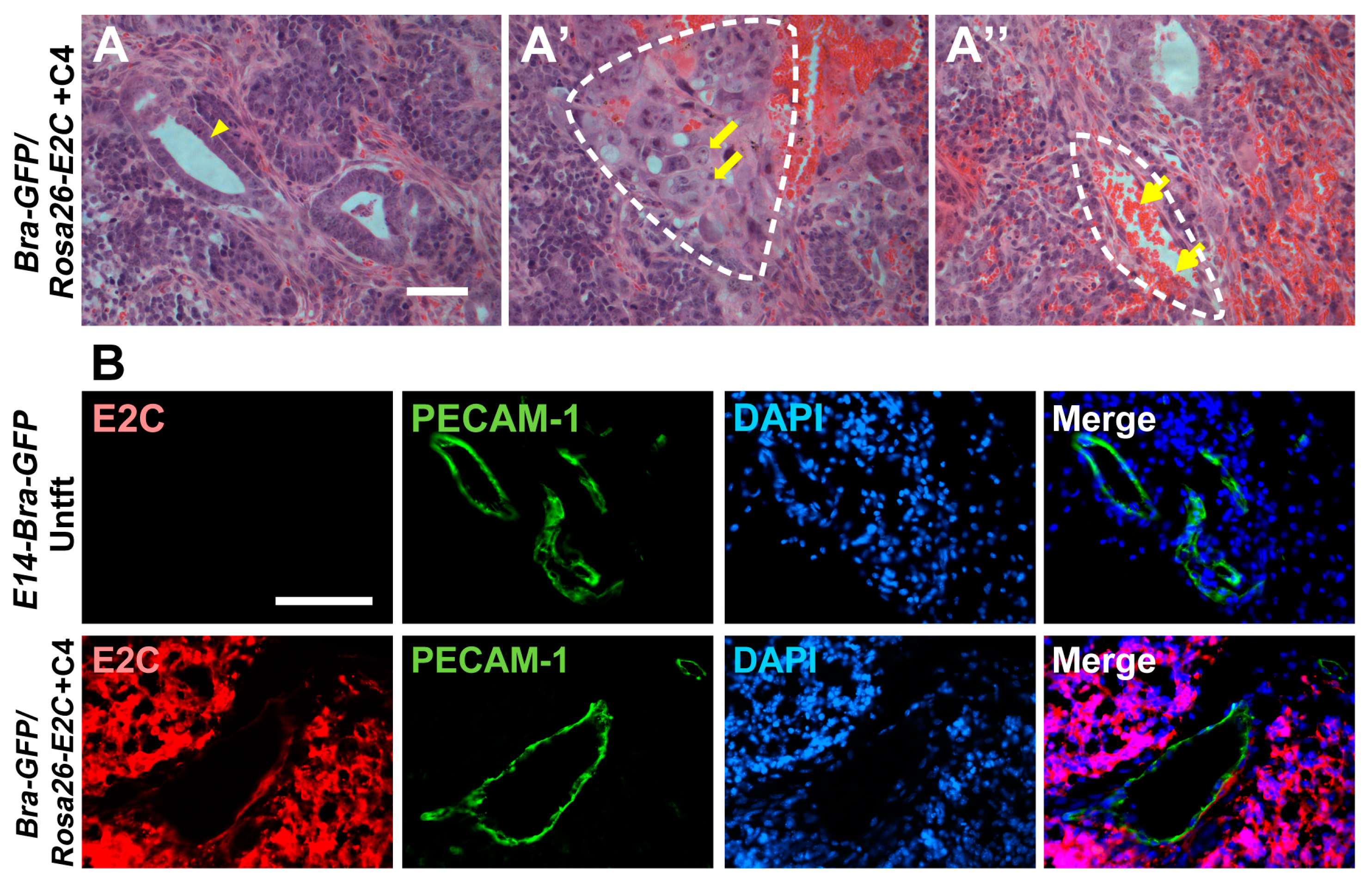 Ijms 19 00019 g006 550